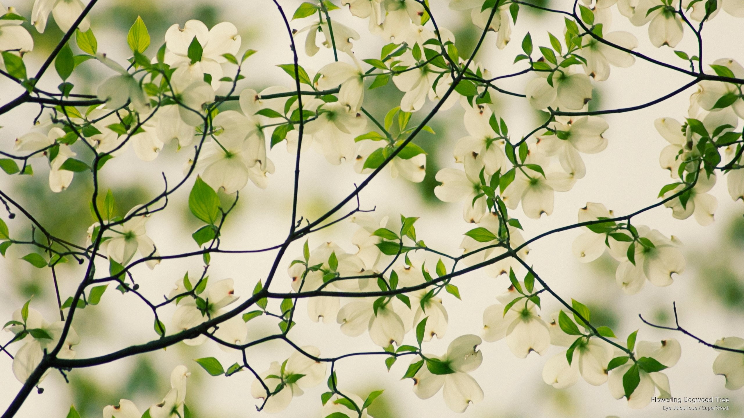 Flowering Dogwood Tree, Spring/Summer