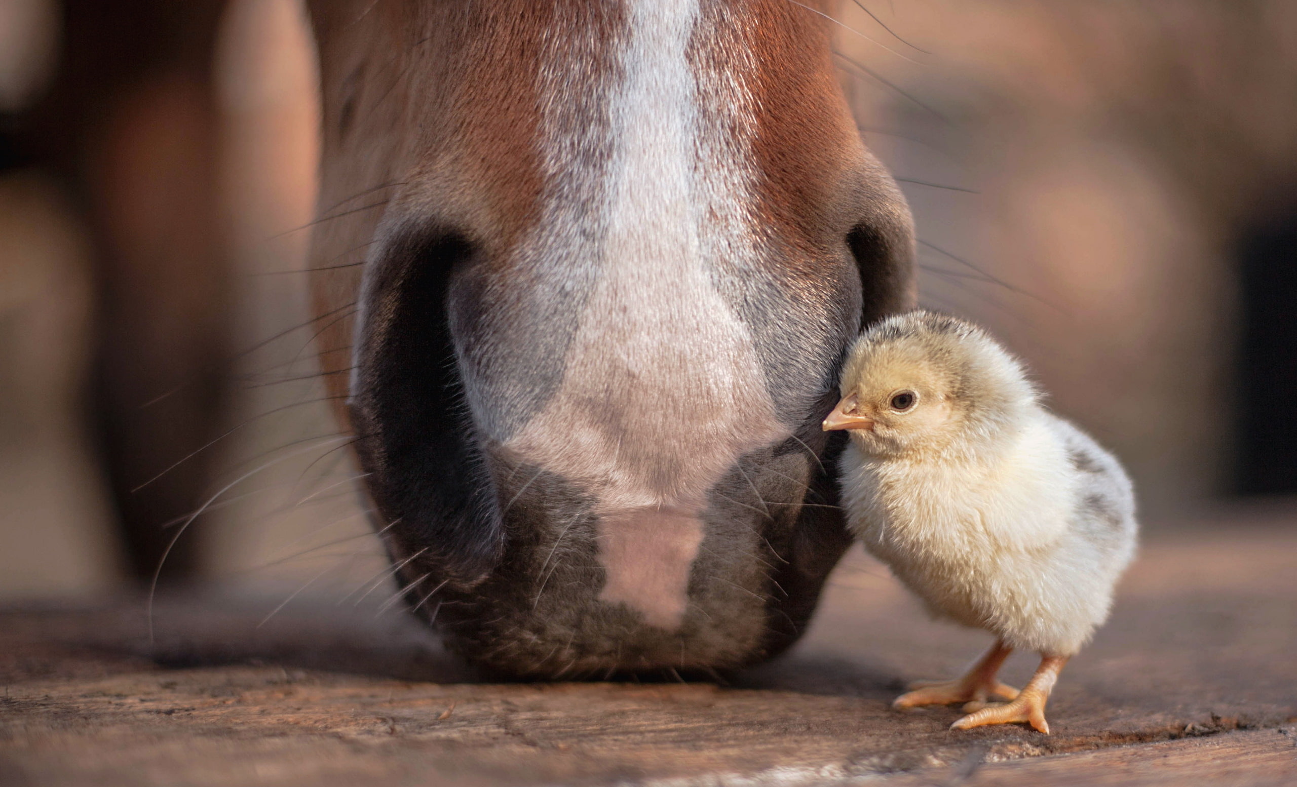 Chicken, baby animals, horse, animal themes, mammal, young animal