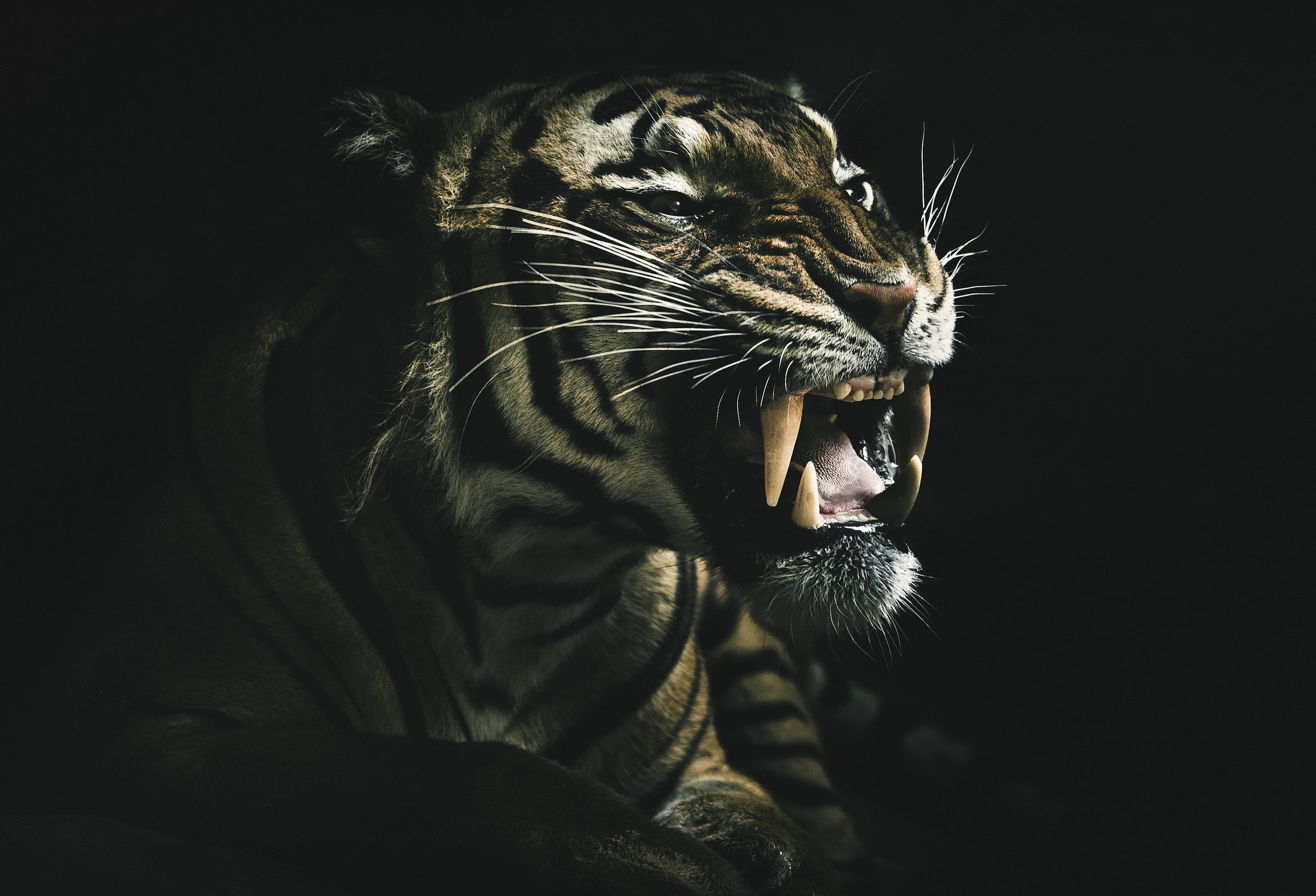 dark, teeth, animals, tiger