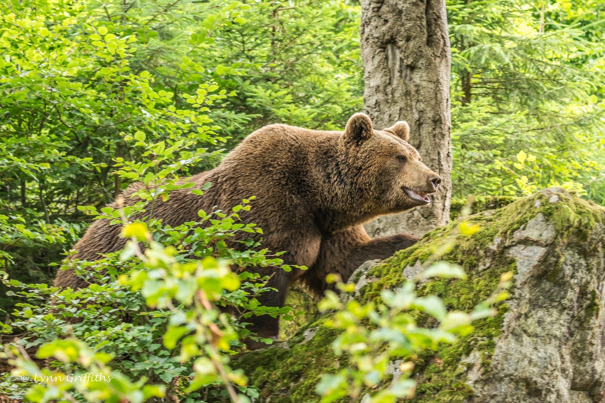 bear