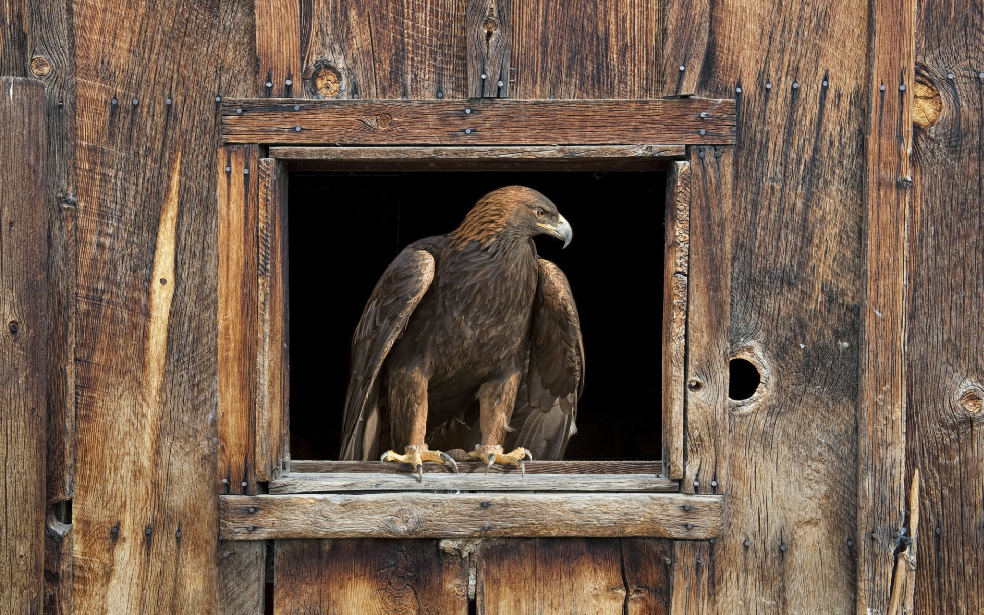 barn, eagle