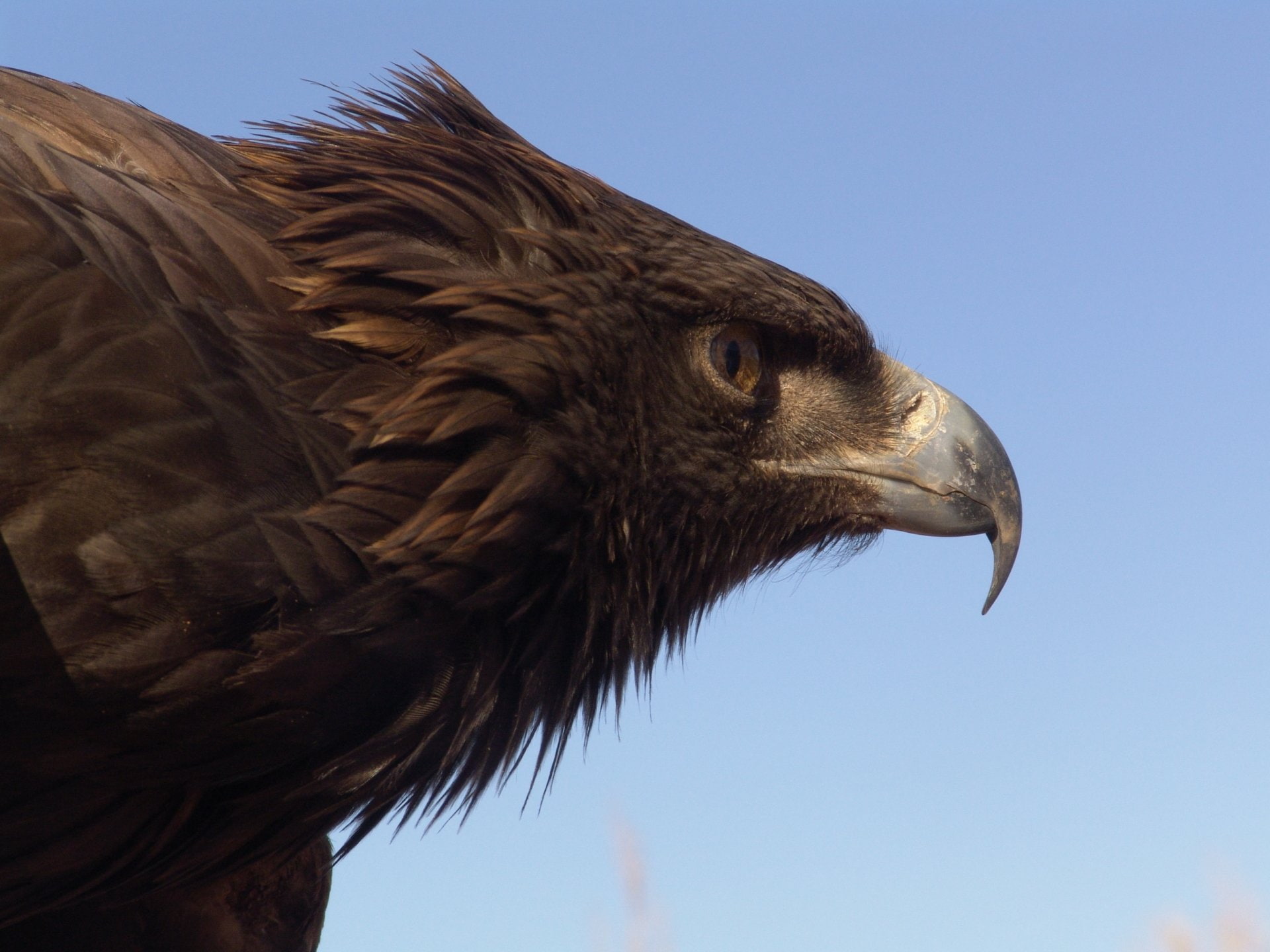 Birds, Eagle