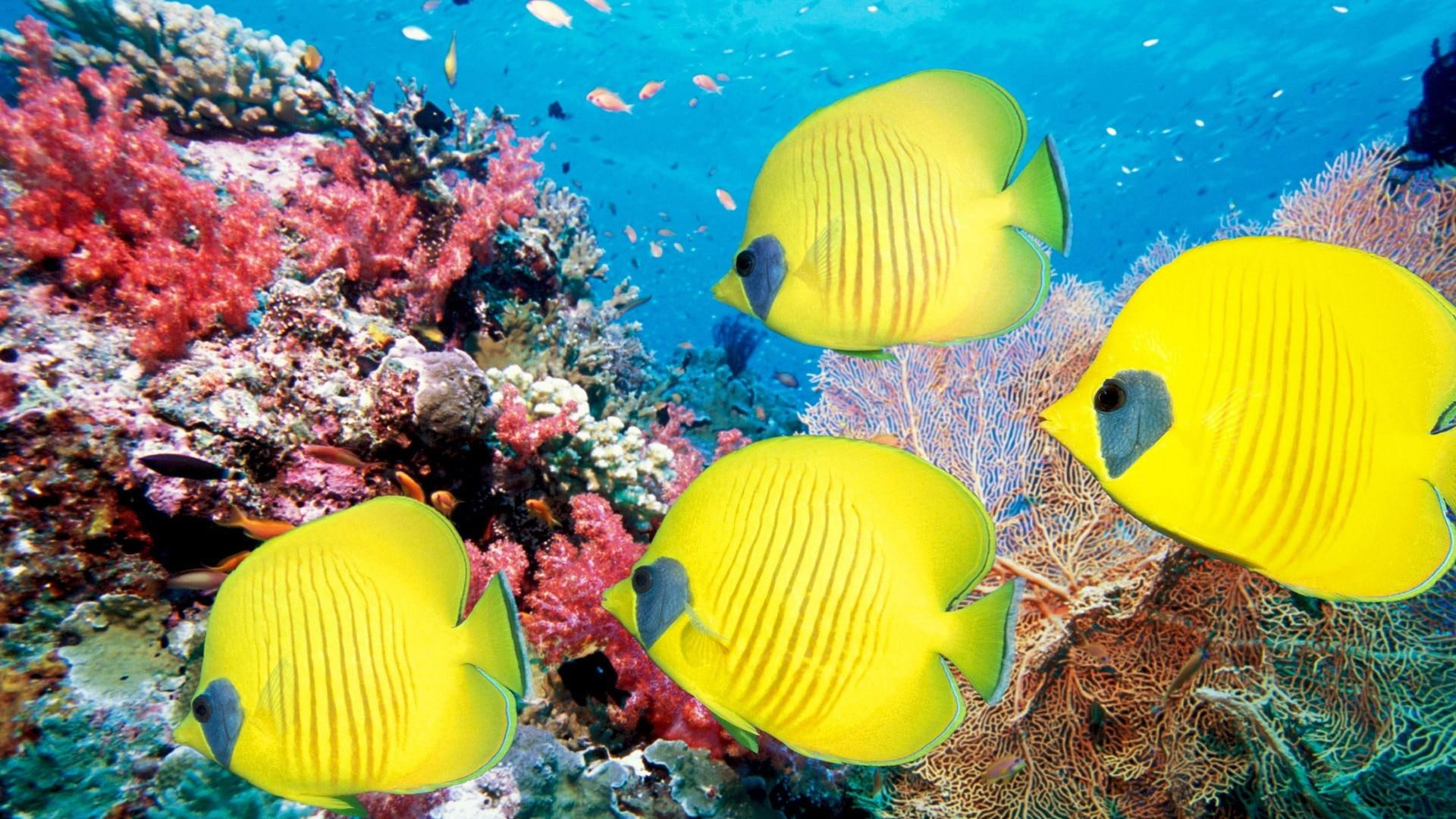 Animals Fishes Ocean Sea Life Tropical Underwater Water Color Yellow Bright Reef Coral Eyes Best