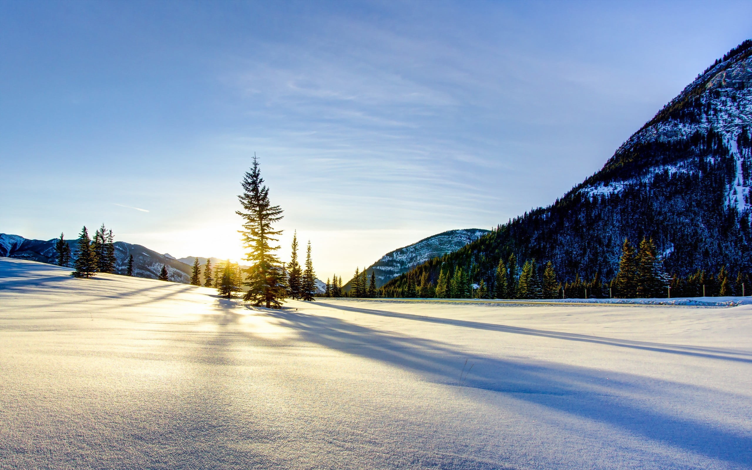 green pine trees, sunset, sunlight, landscape, nature, snow, winter