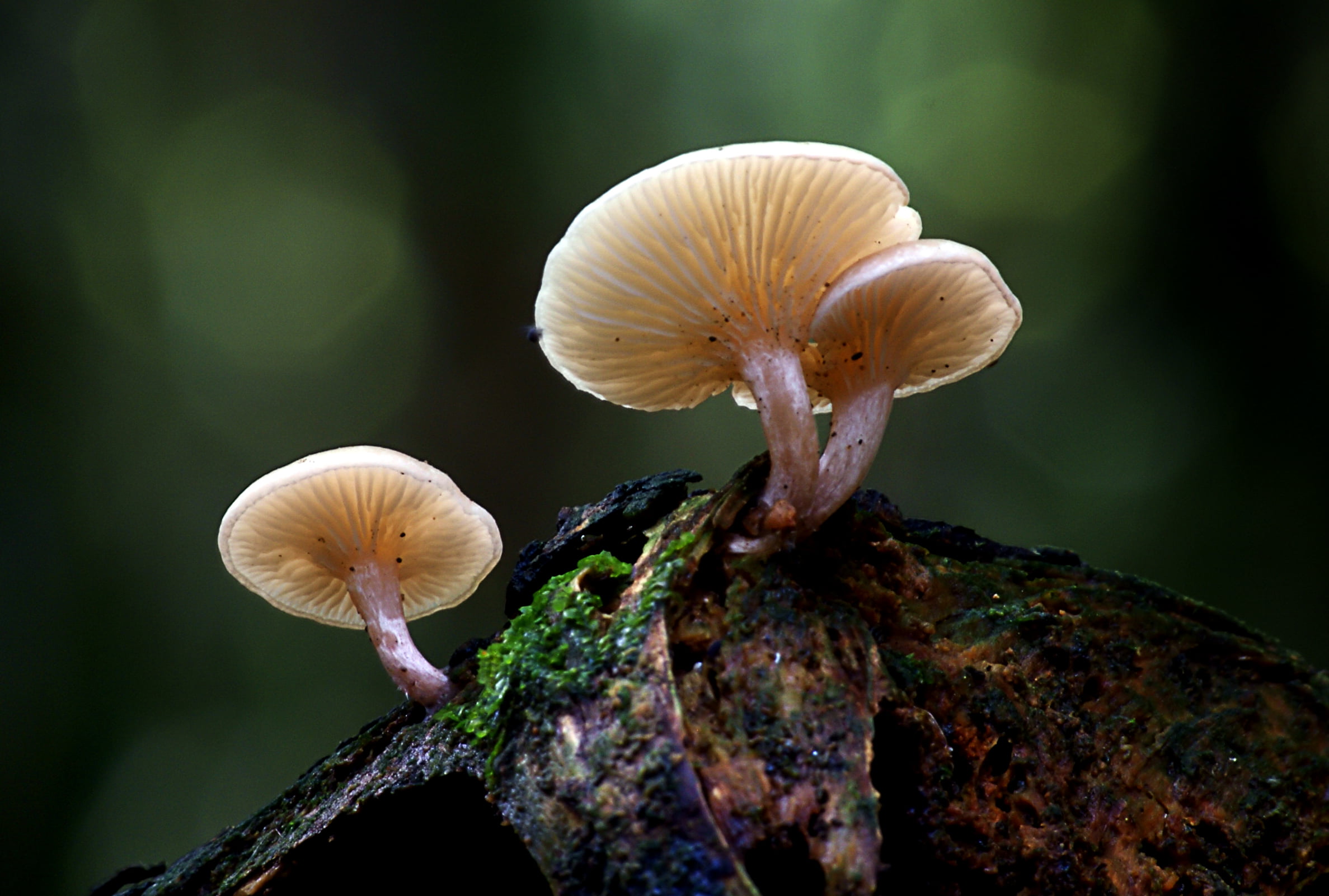 selective focus photography of fungi on wood, armillaria, armillaria