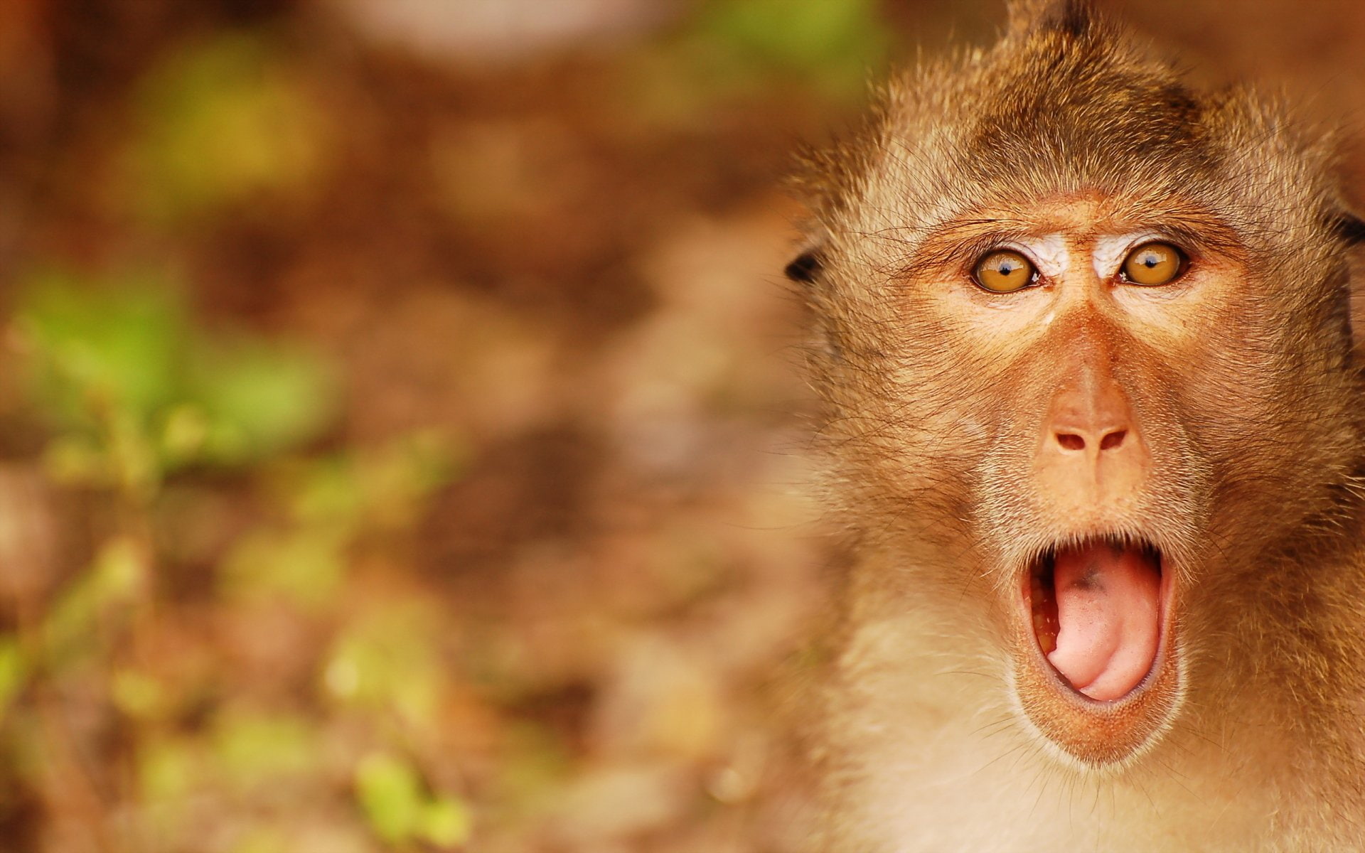 Monkeys