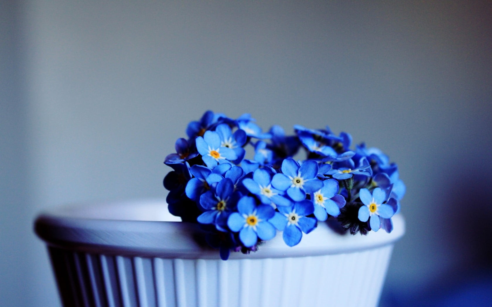 Me-nots, Flowers, Pot, Close-up, blue, indoors, flowering plant