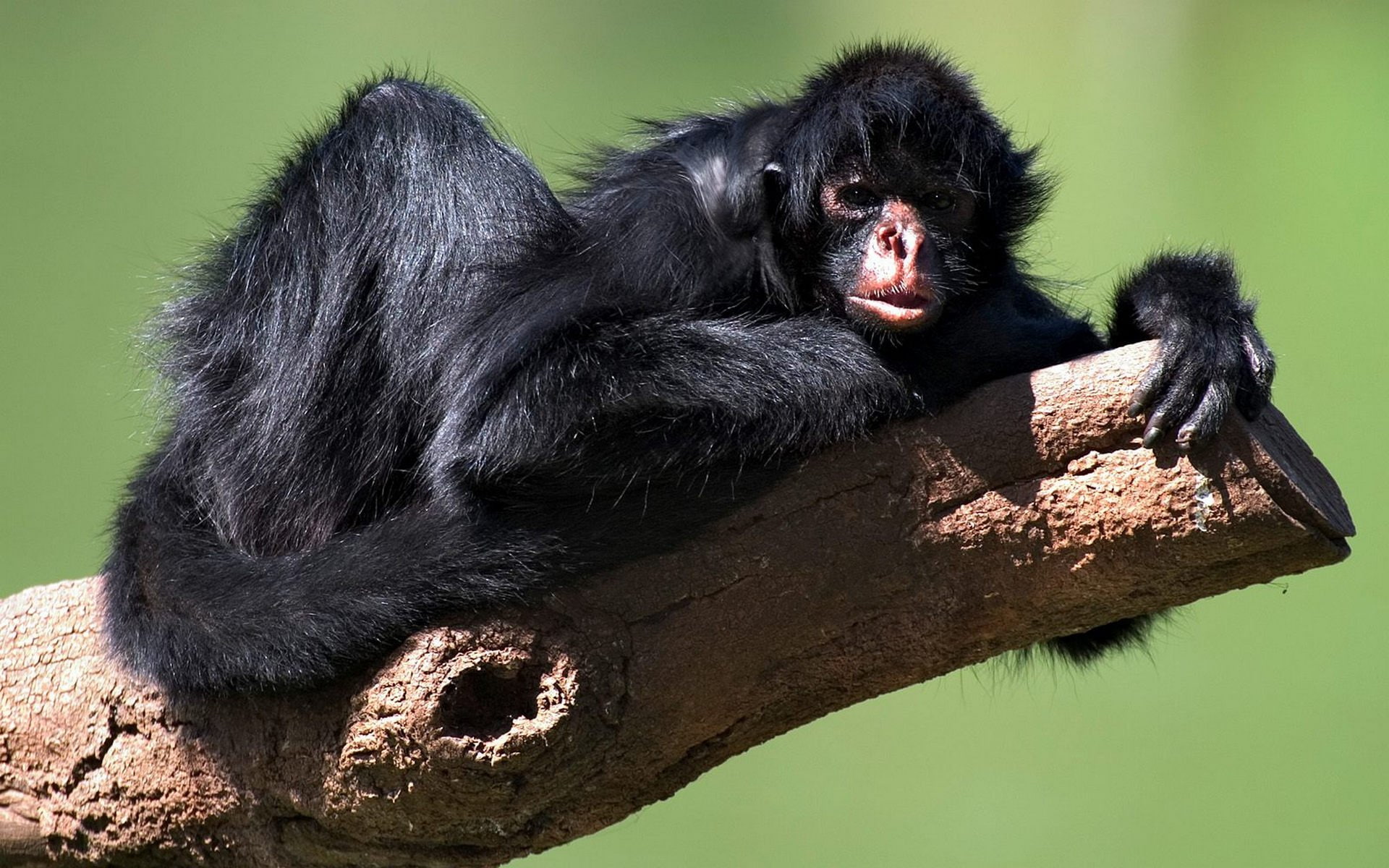 Monkeys, Spider Monkey