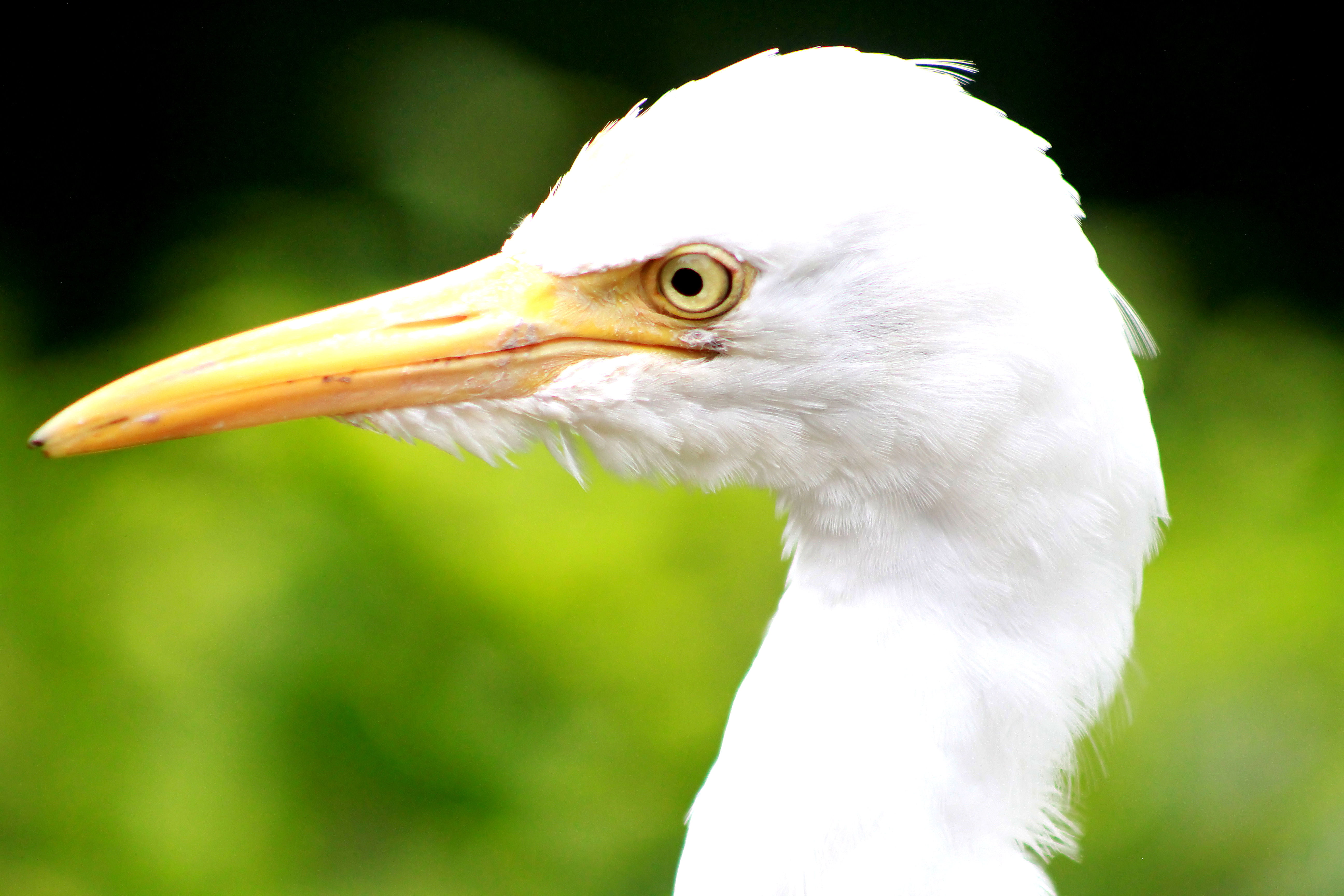 macro photography of white long-beak bird, Q's, Bird Park, Visit