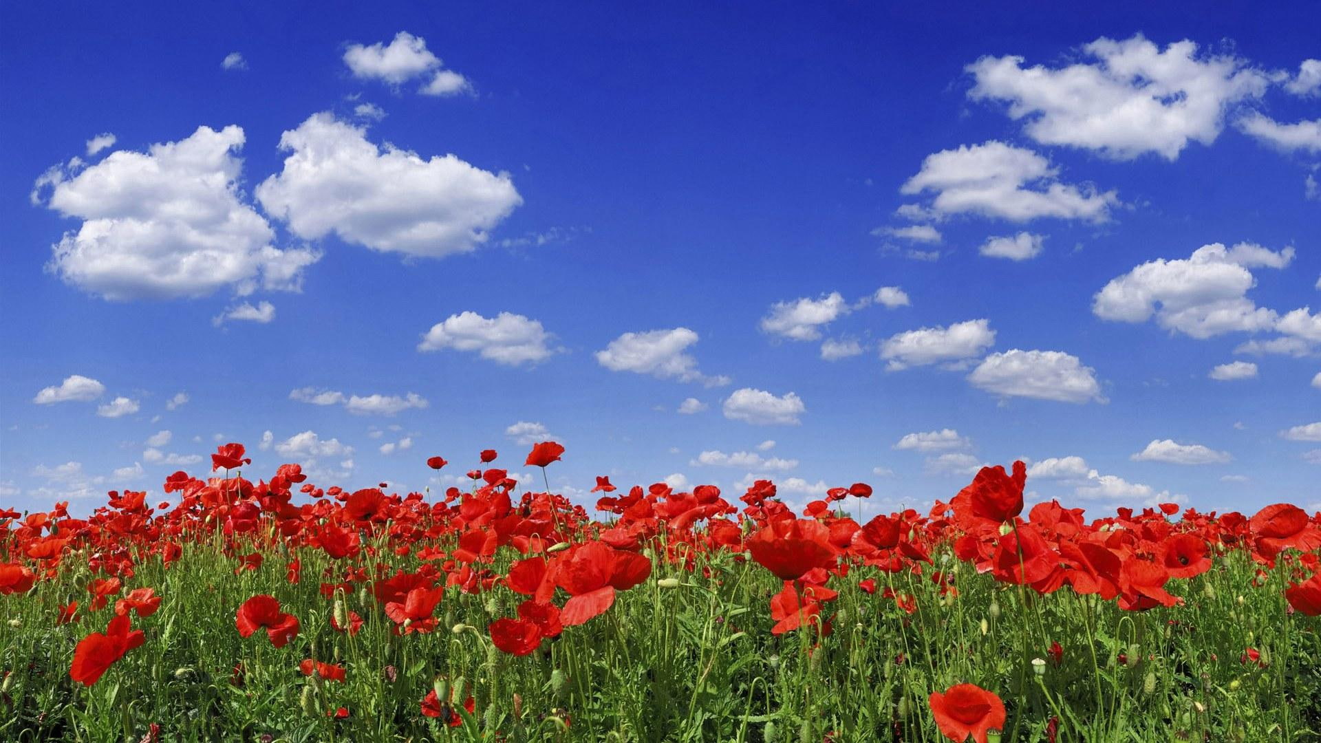 Poppy Flower Field, grass, nature and landscapes