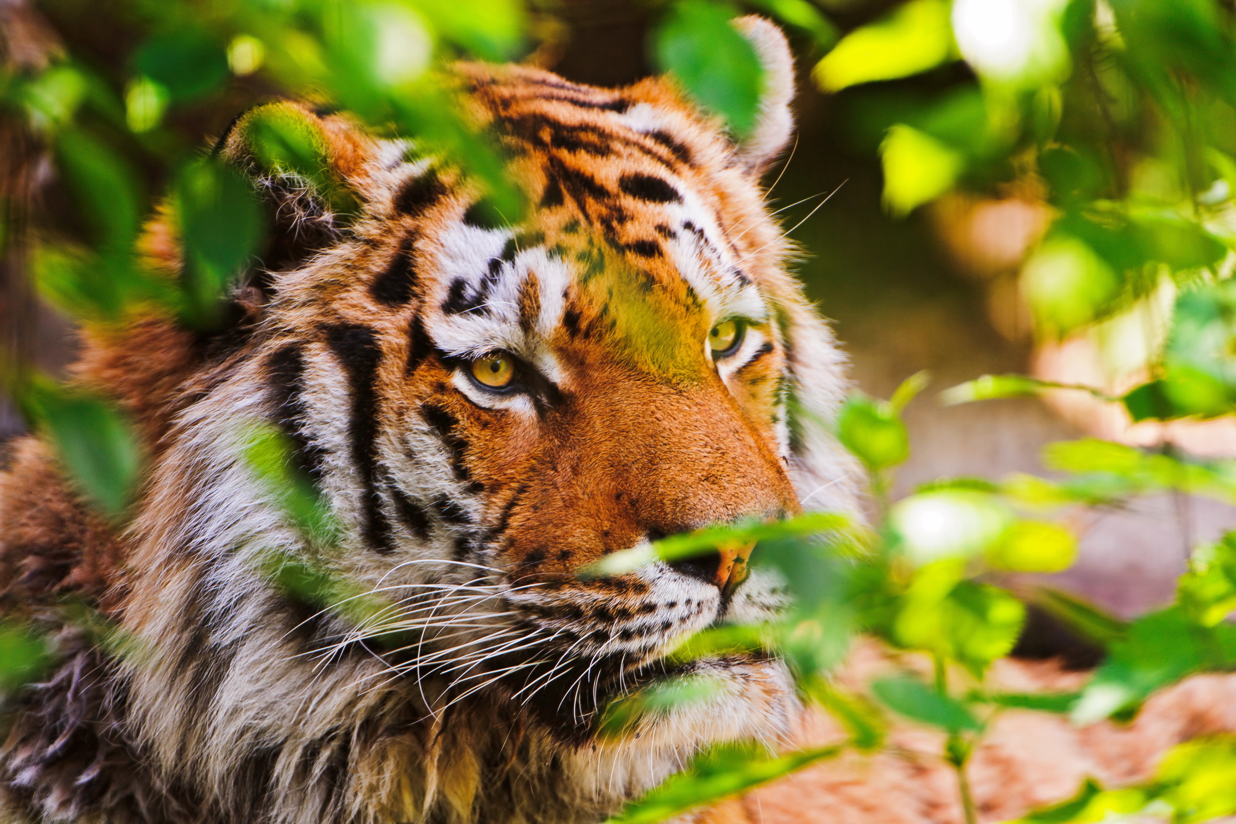 tiger and leafed plant, animal, nature, big cat, hq Wallpapers