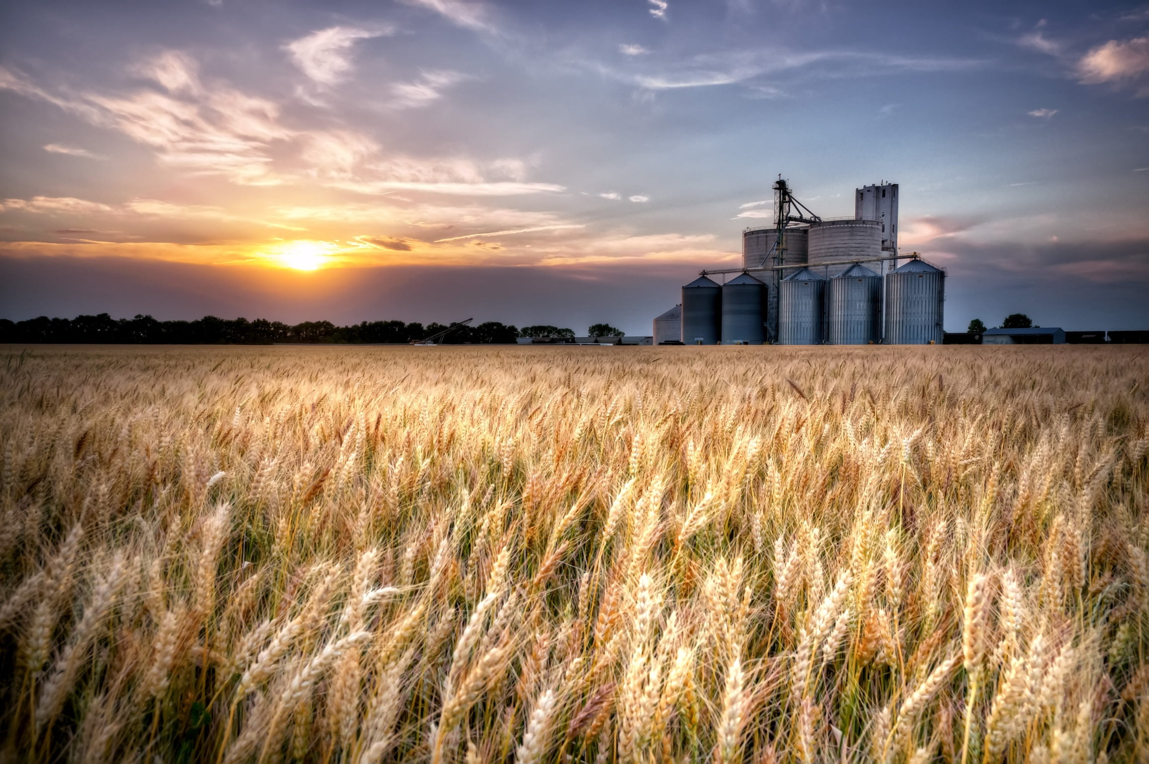 Wheat farm, wheat, Sumner  County, Train Tracks, agriculture