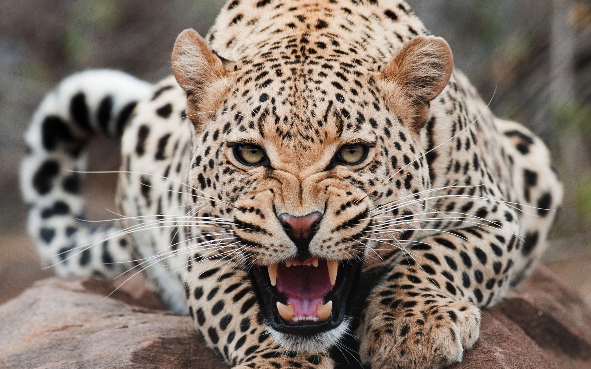 leopard