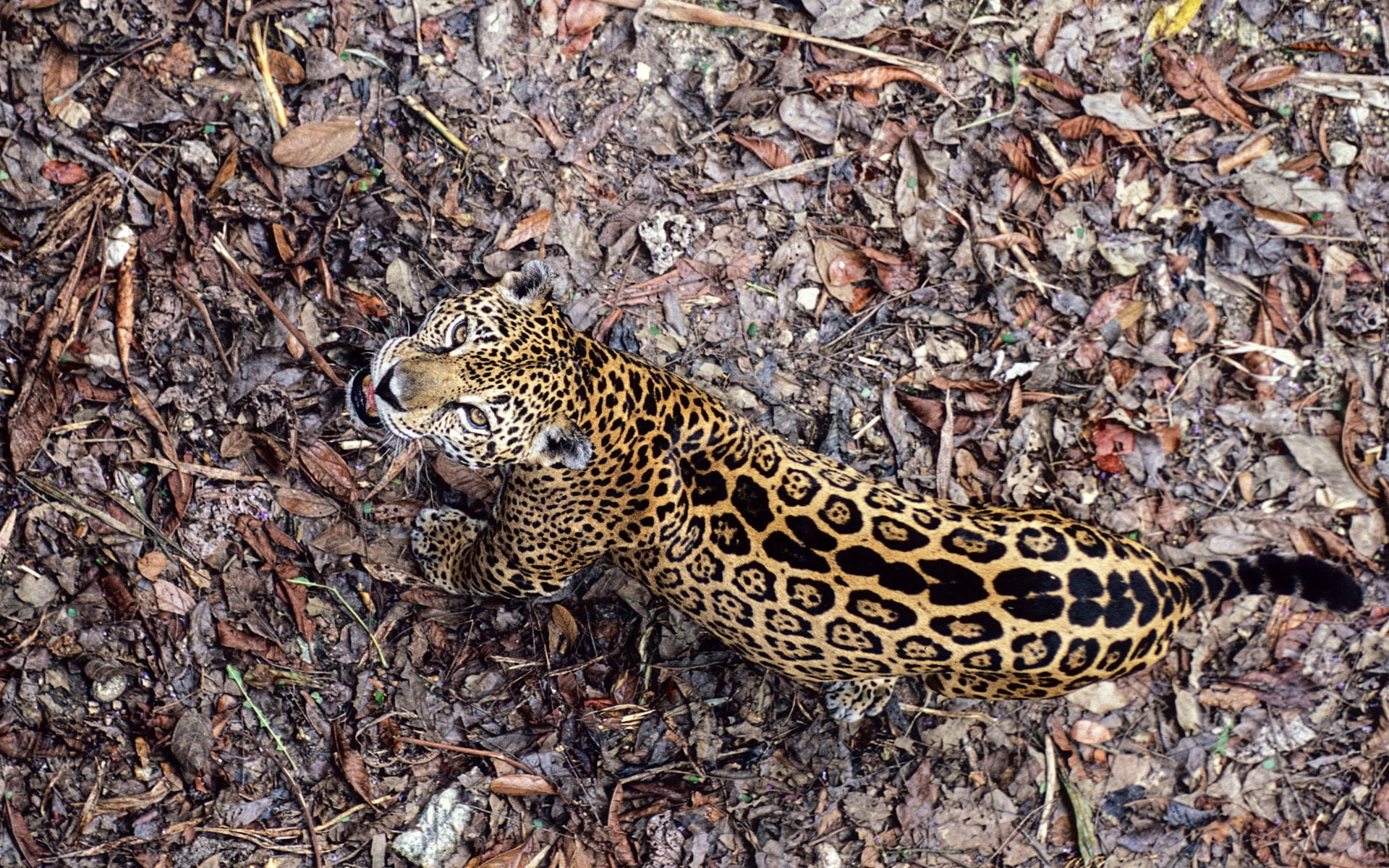 leopard and dried leaves, jaguar, top view, autumn, big cat, predator