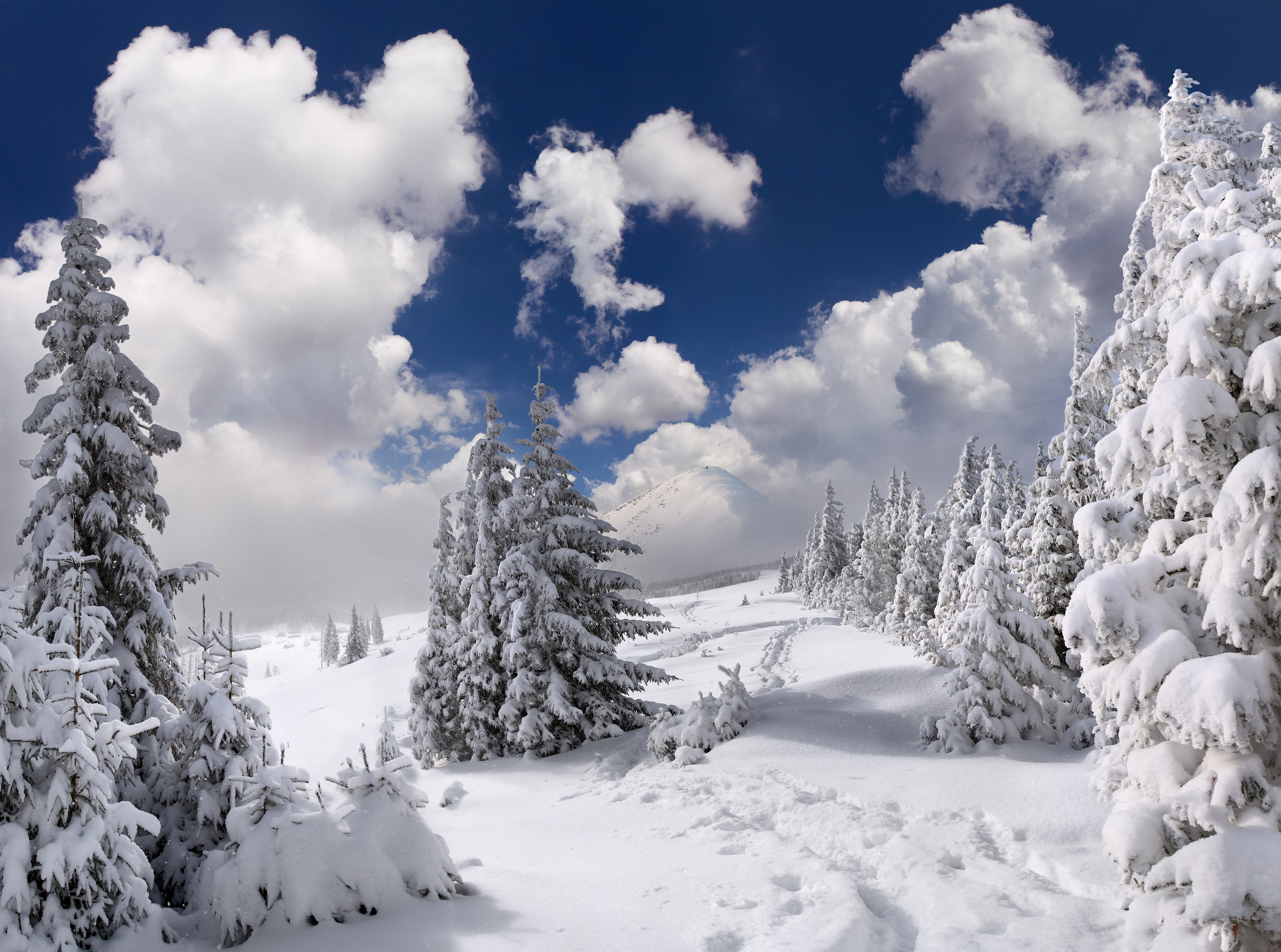 Earth, Winter, Cloud, Forest, Snow, Tree