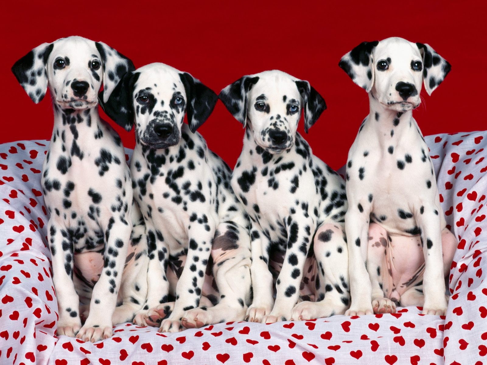 four dalmation puppies, point, hearts, Dalmatians, dalmatian Dog