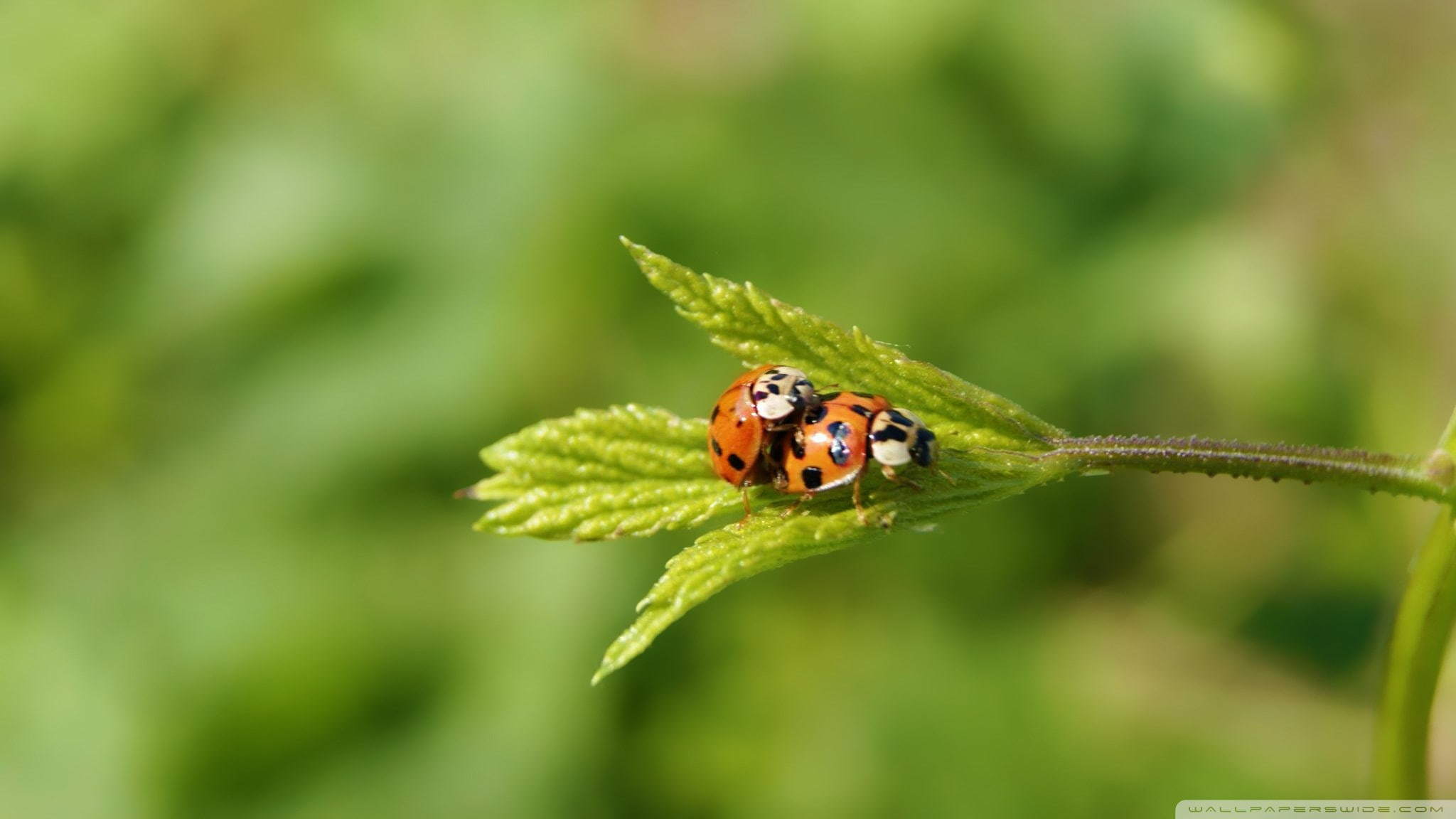 ladybug