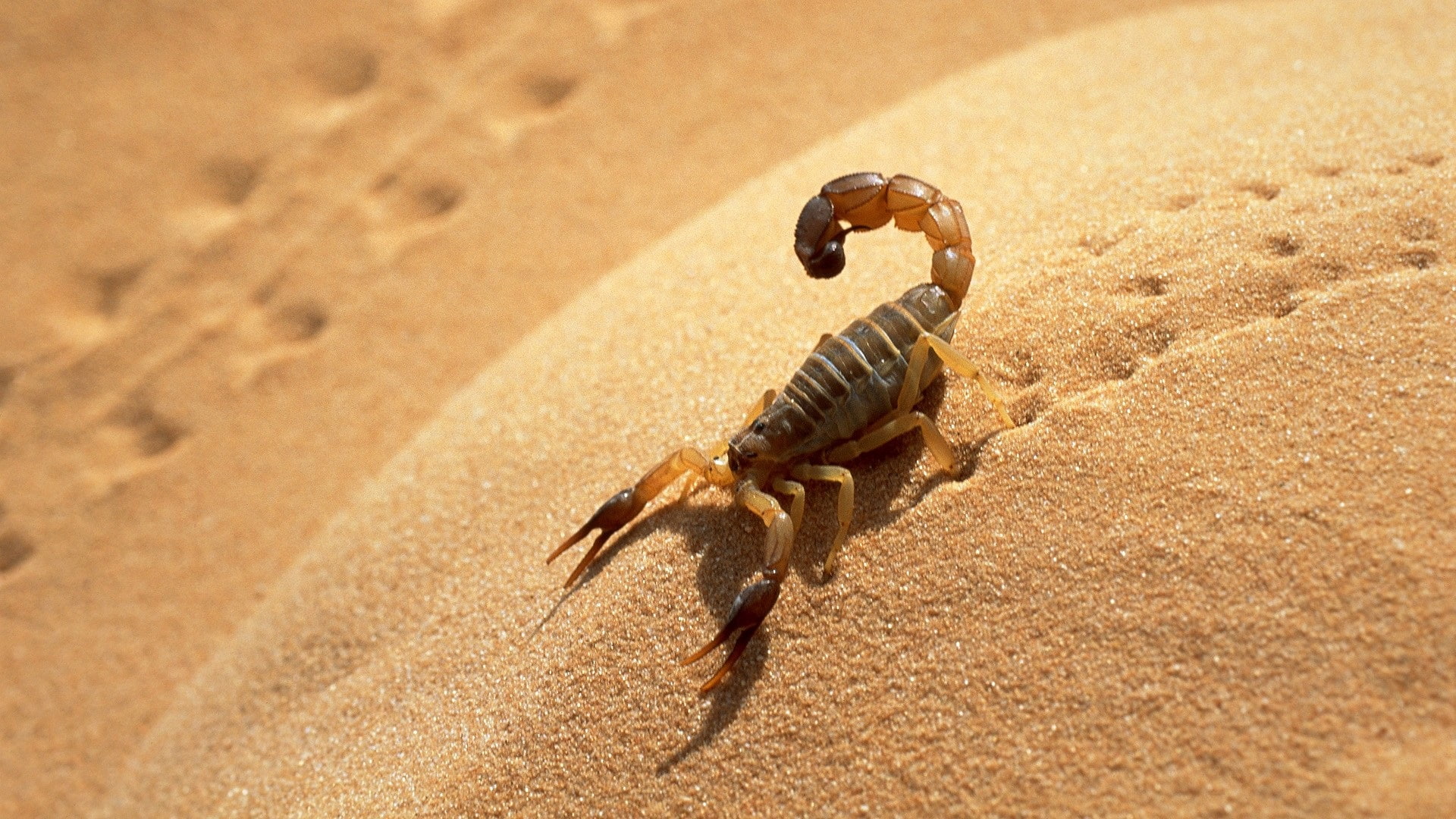 Scorpion in the desert