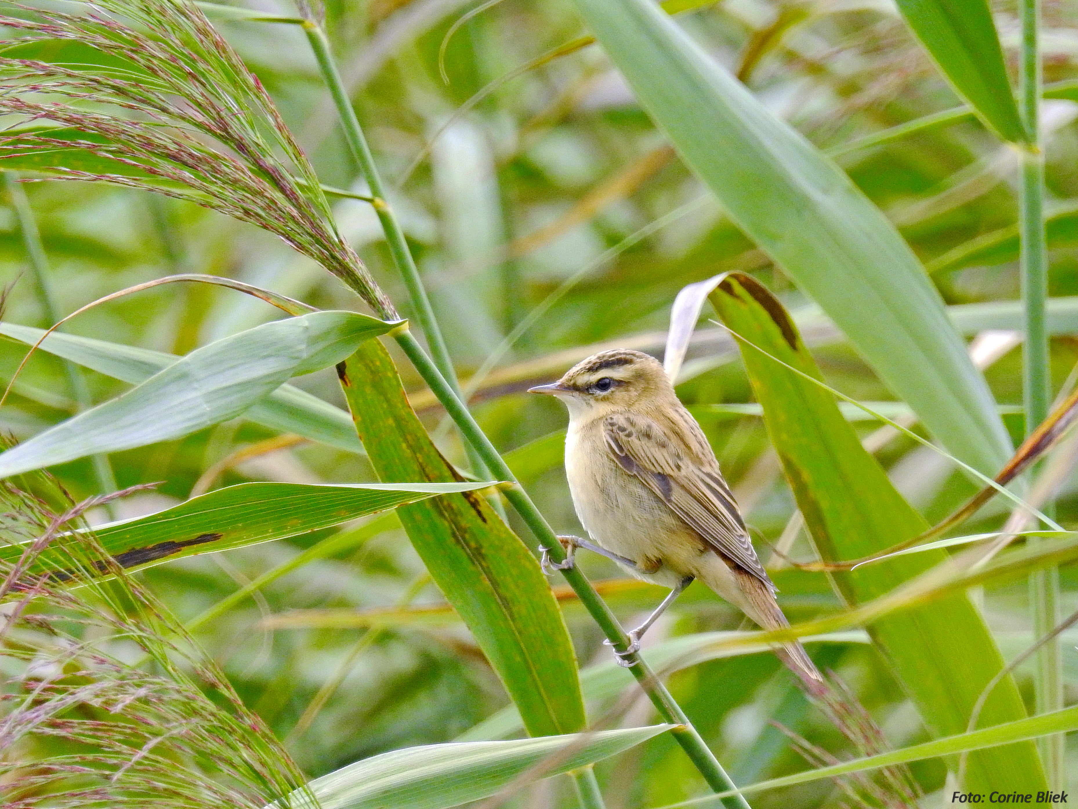 yellow and brown bird on green rice plant, sedge warbler, sedge warbler