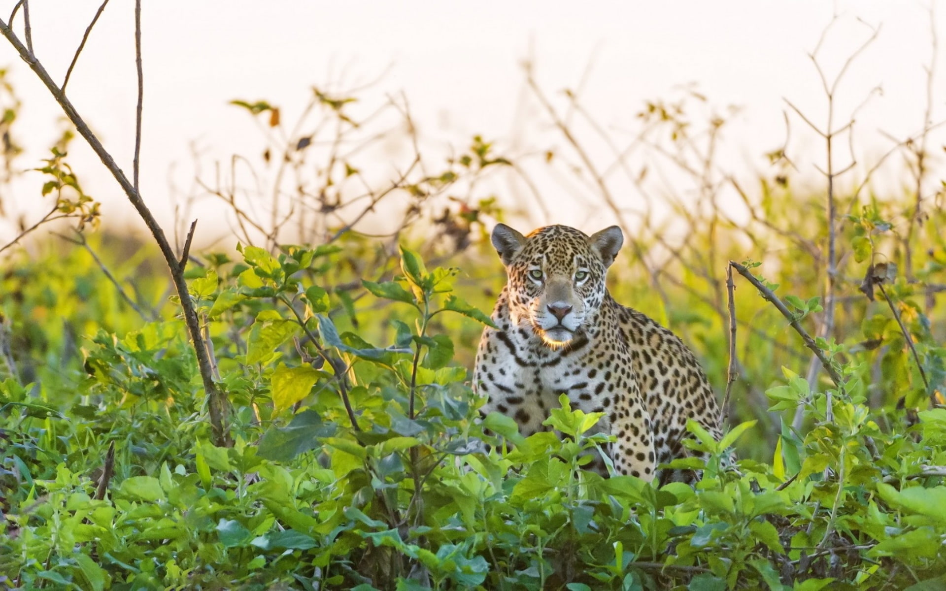 jaguar, pattern, spots