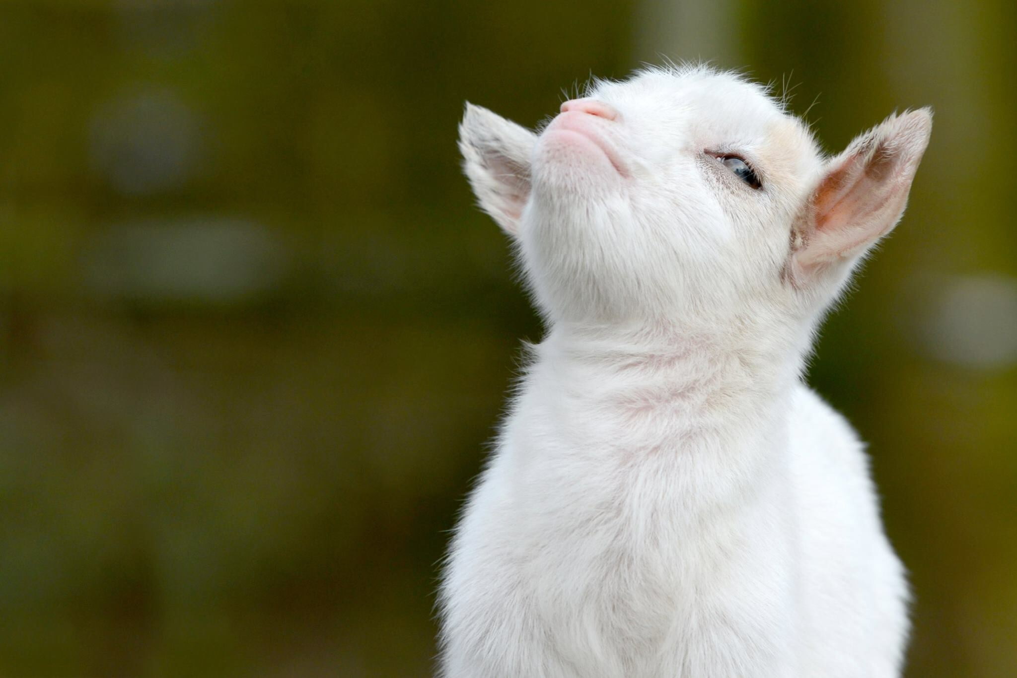 goat