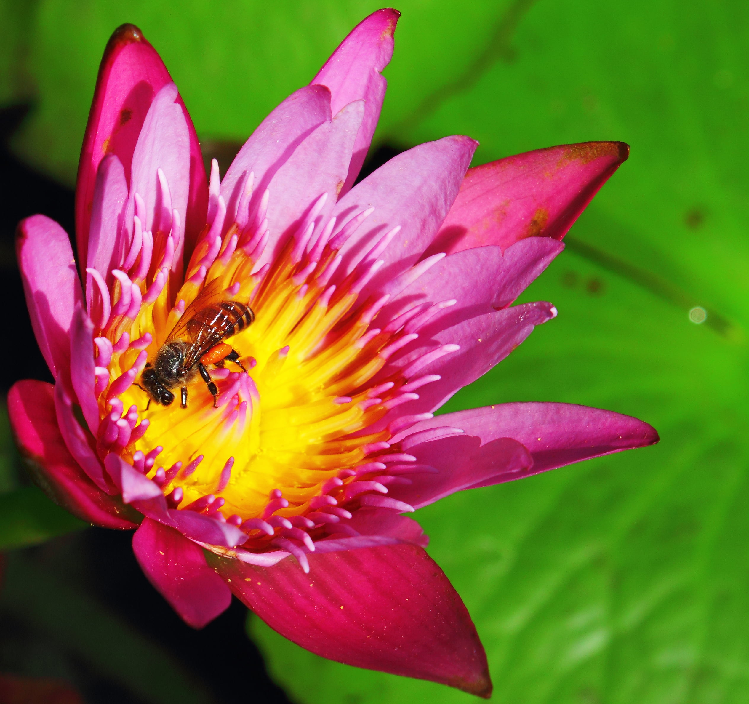 tilt shift lens photography of bee on purple flower, macro, animal