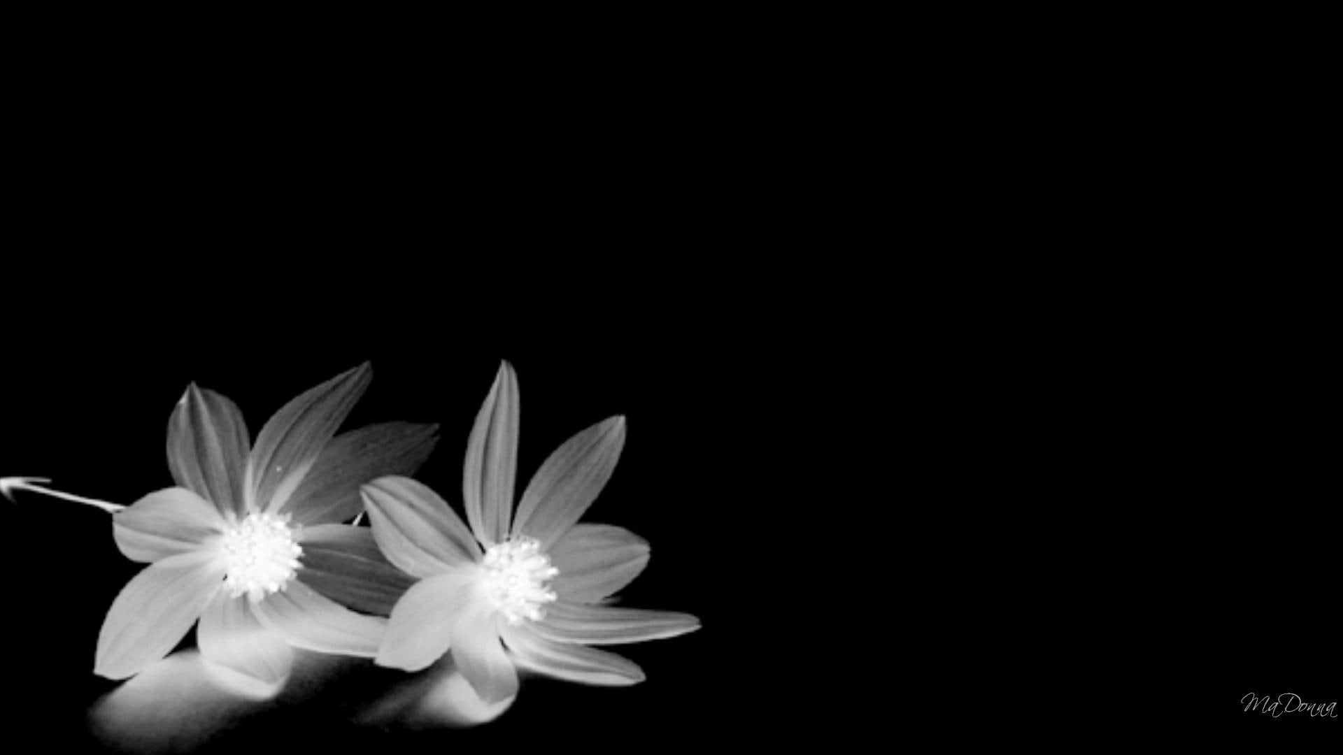 In Blackwhite, two white flowers, firefox pesona, widescreen