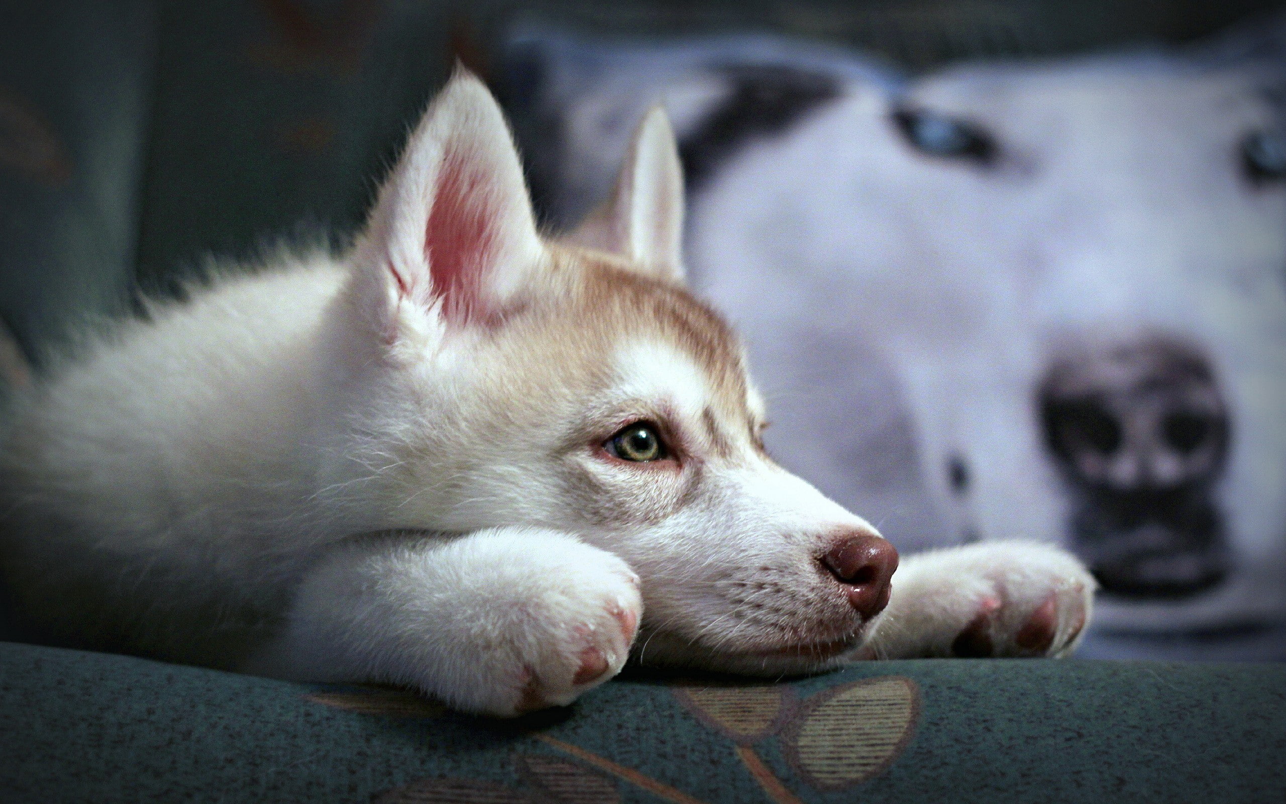 dod, Like, Wolve