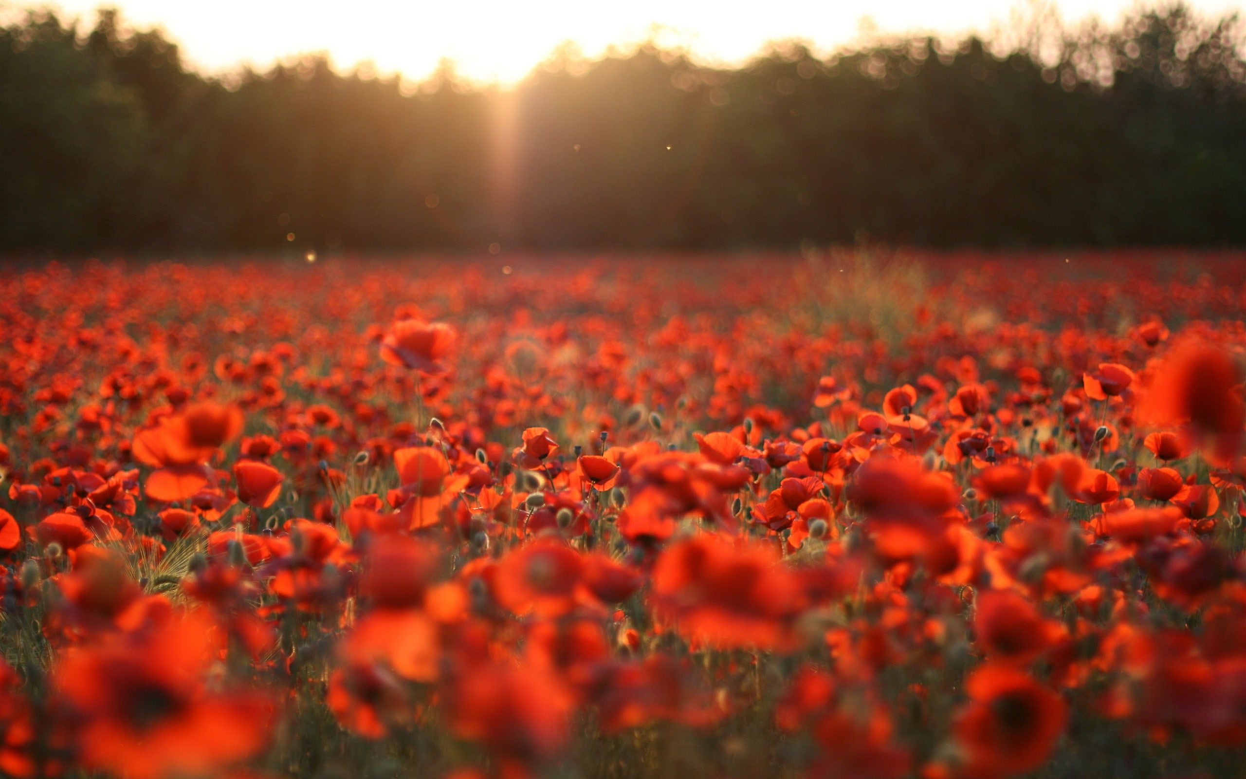 Red poppies, flowers field, sun rays