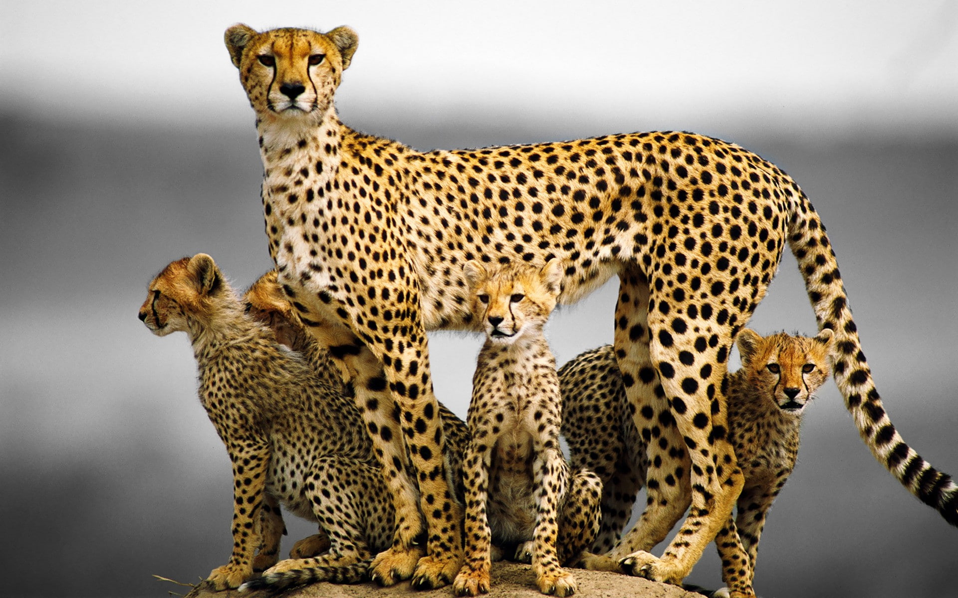 Cheetah family, cheetah with 3 cubs, Cat, kittens