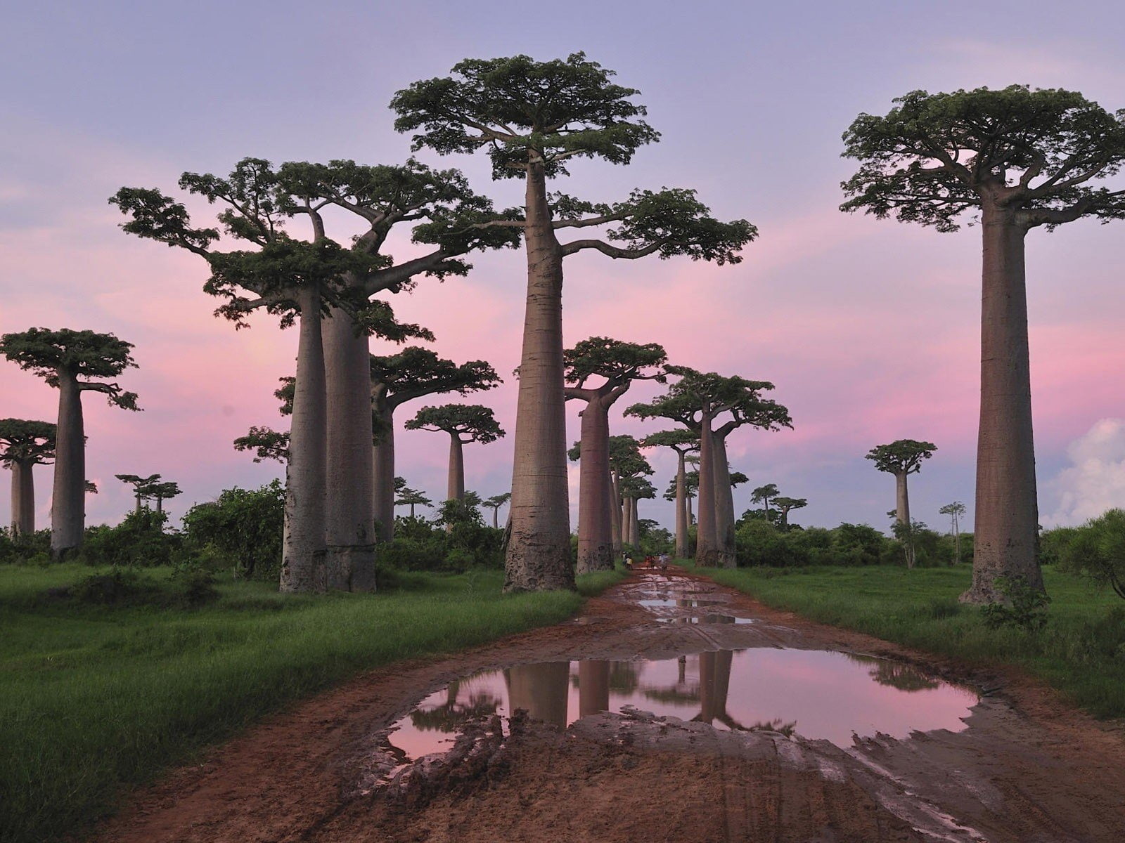 baobab, grandidiers, madagascar, trees