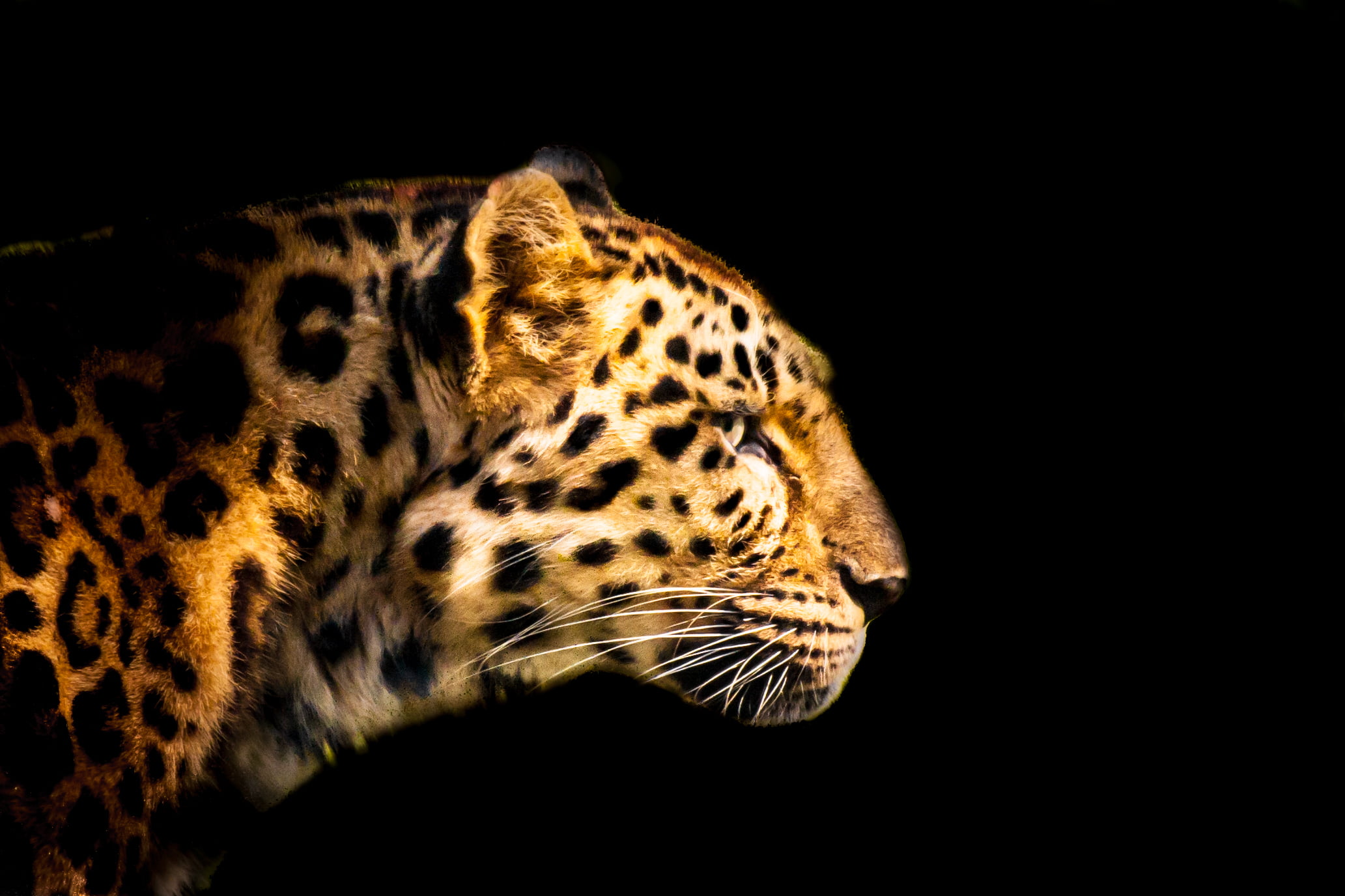 leopard, Panther, head, out of the dark, zoo, gear, me  my, premium