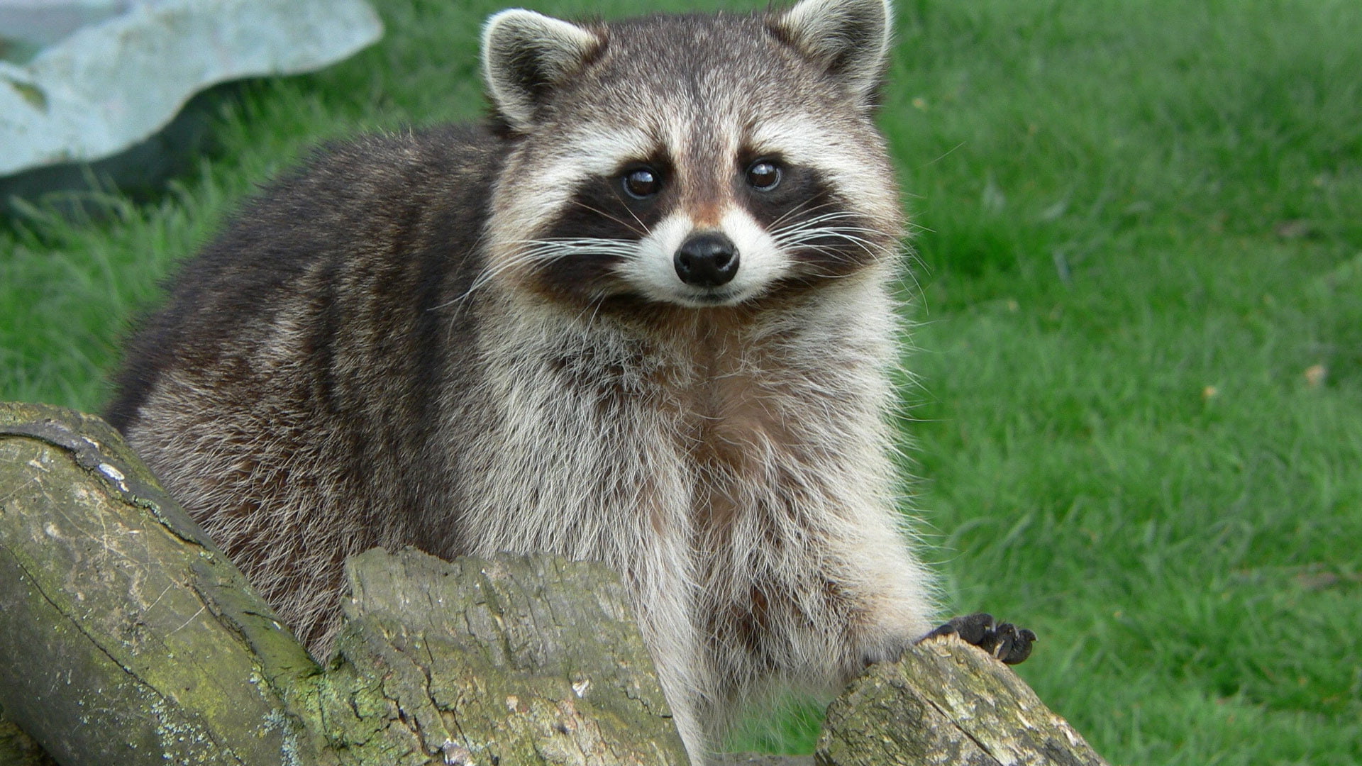 brown raccoon, grass, muzzle, wool, snag, animal, mammal, wildlife