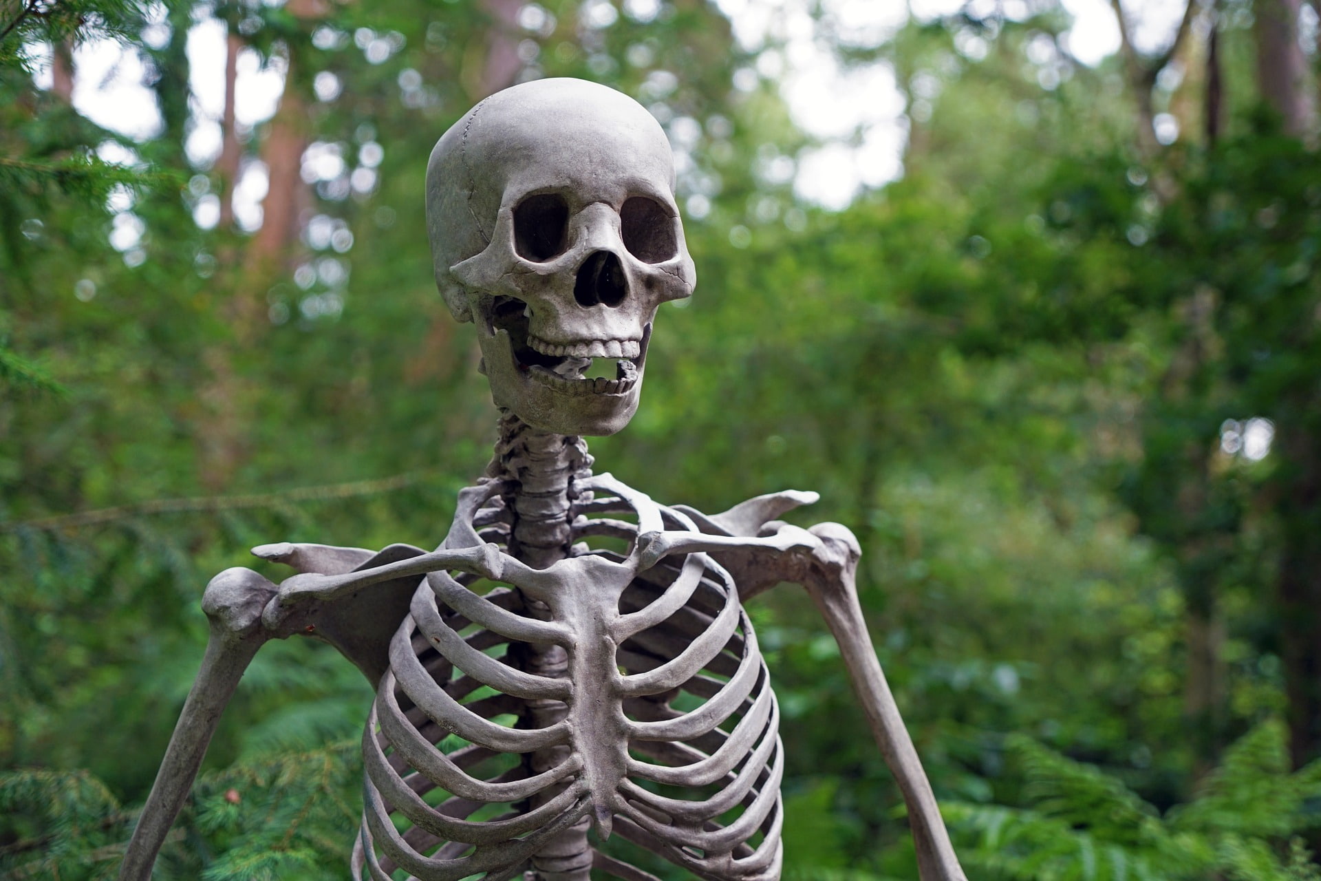 Dark, Skeleton