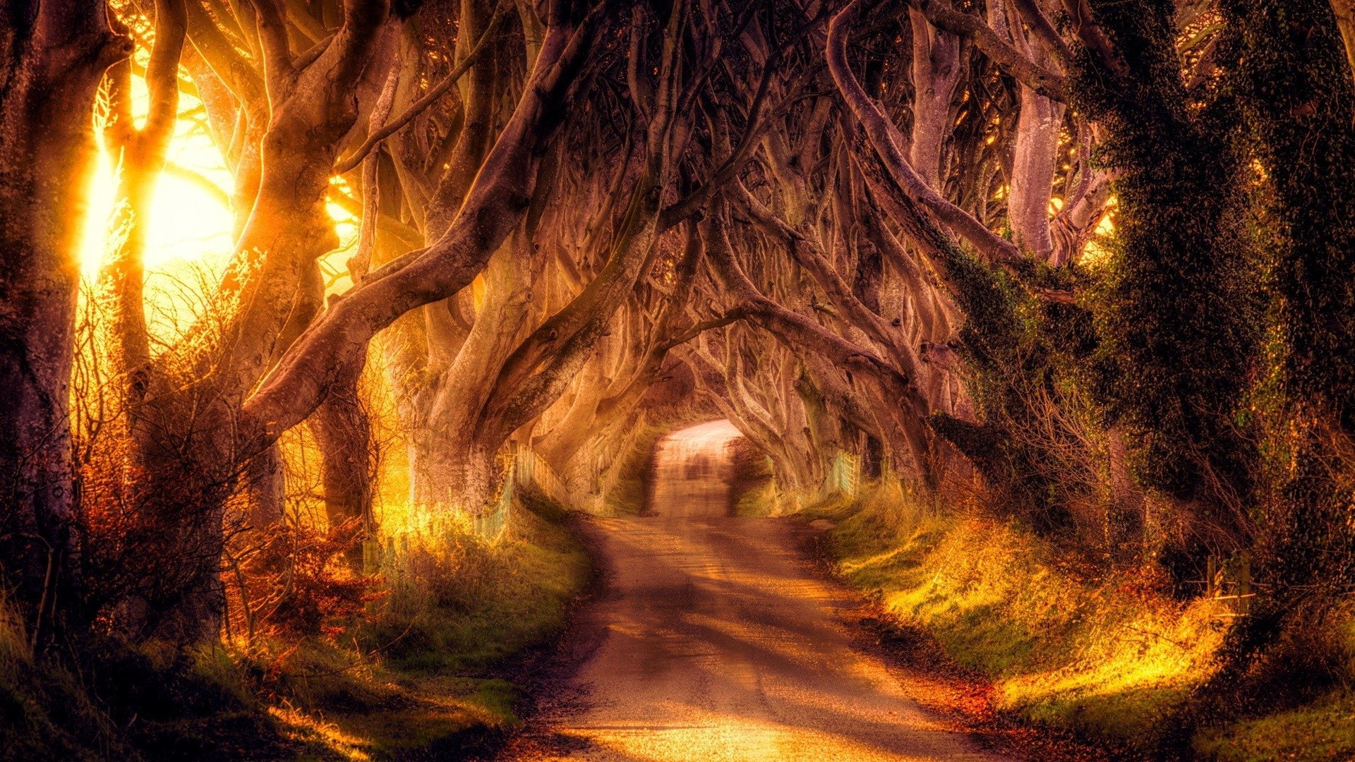 Free Download HD Wallpaper Man Made Road Canopy HDR Sunbeam Tree Tree Lined Tunnel