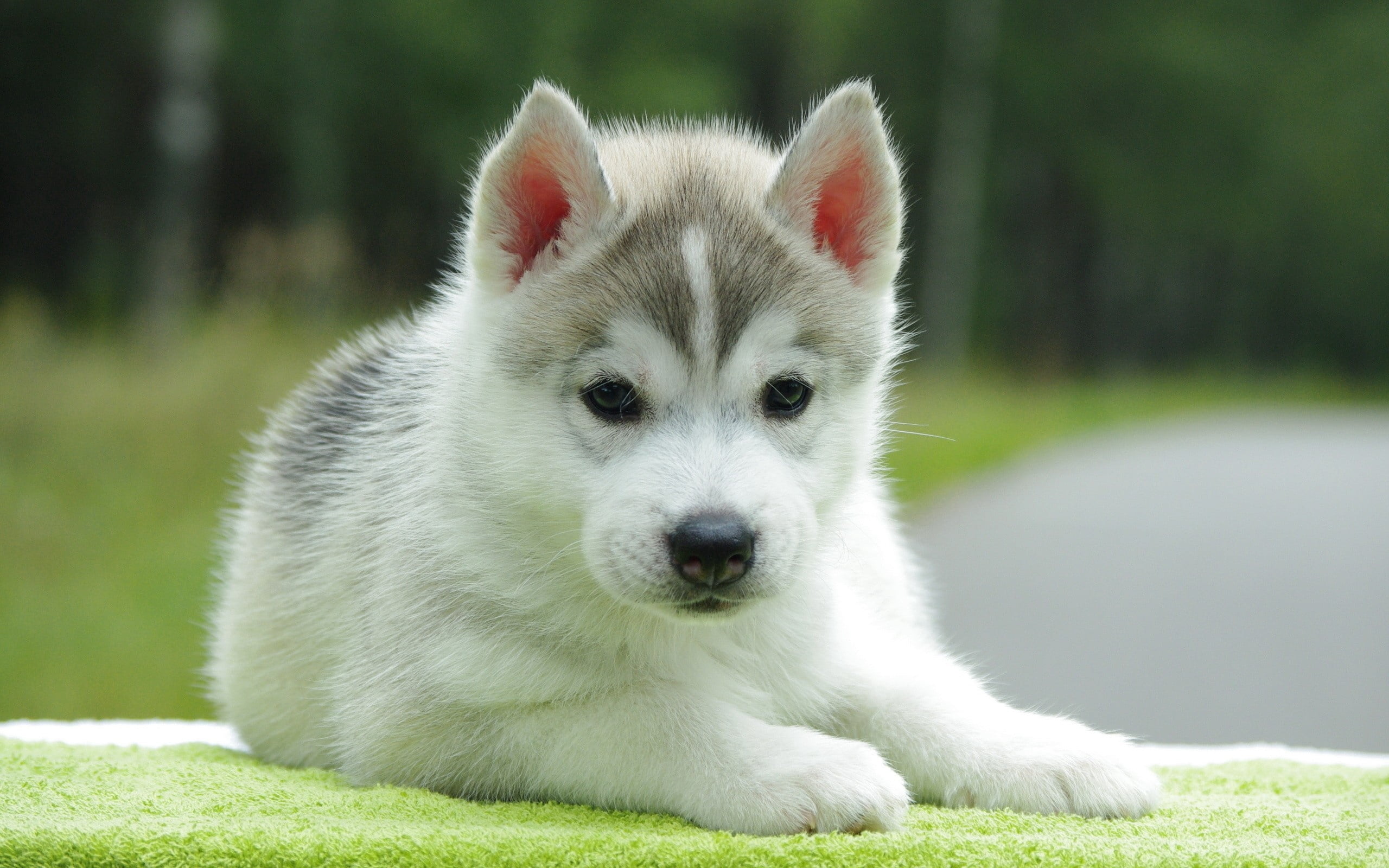 white and gray Siberian husky puppy, down, cute, sled Dog, pets