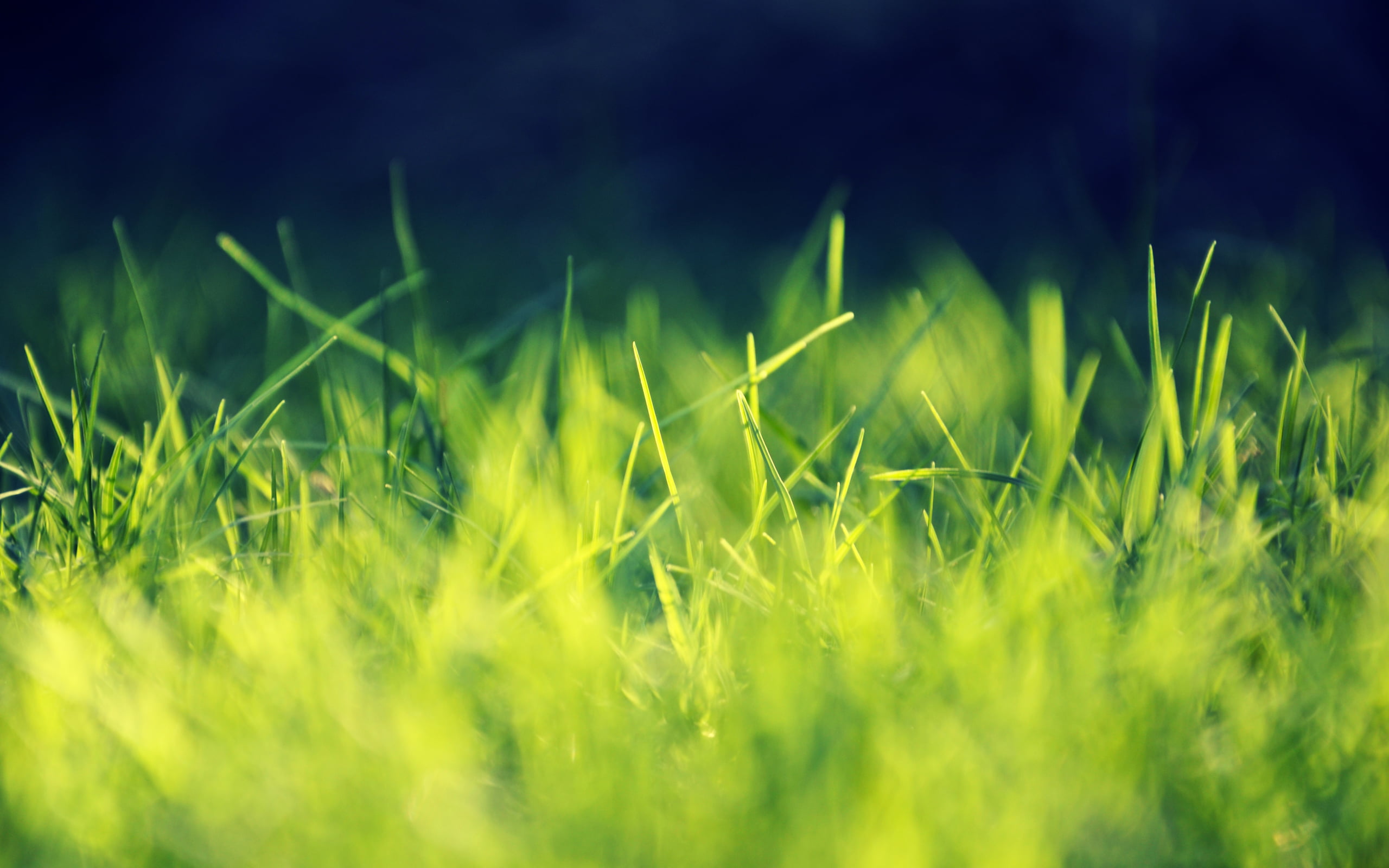 green grass, close-up photo of green grass, nature, closeup, macro