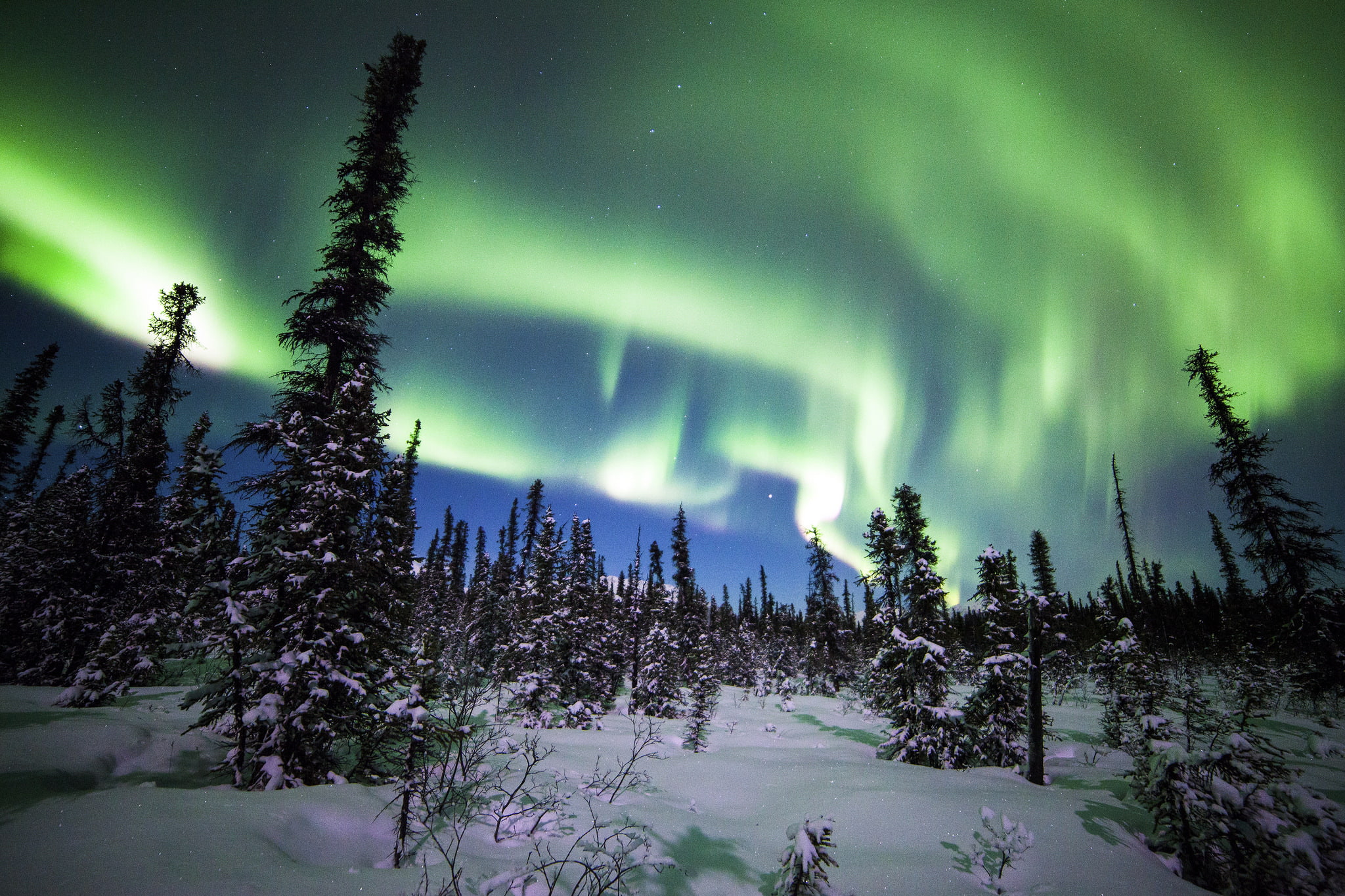 winter, forest, snow, trees, Northern lights, ate, Alaska, Denali National Park