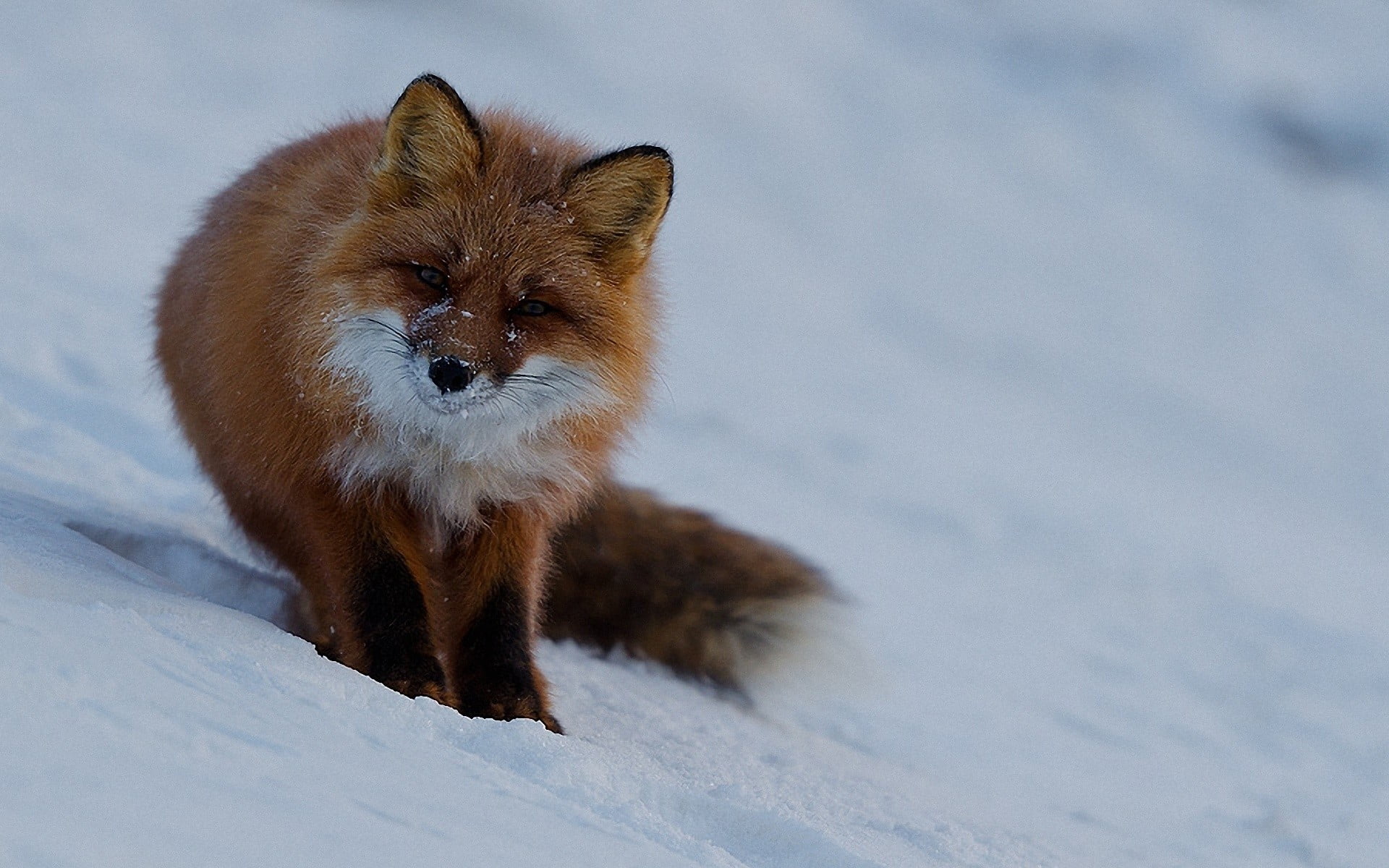 orange and white fox, animals, snow, winter, cold temperature