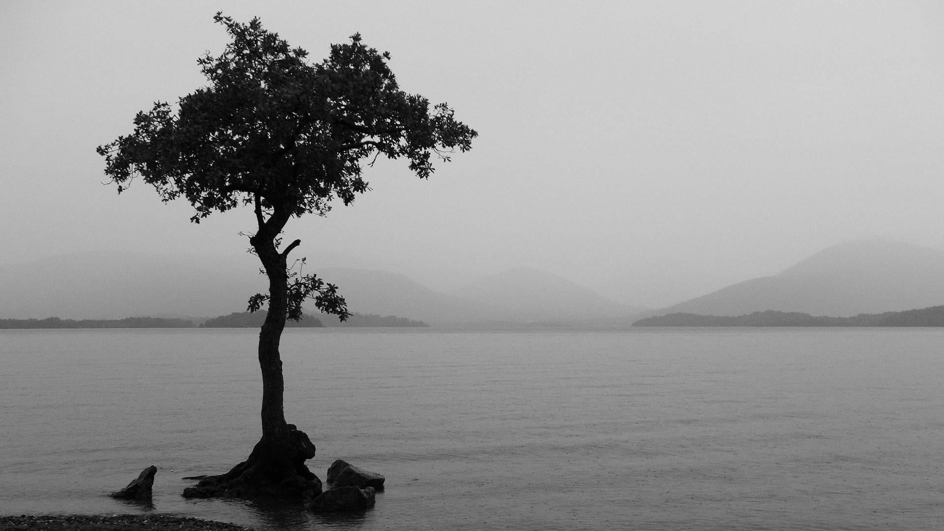 black and white, alone, alone tree, sea, water, b&w, tranquility