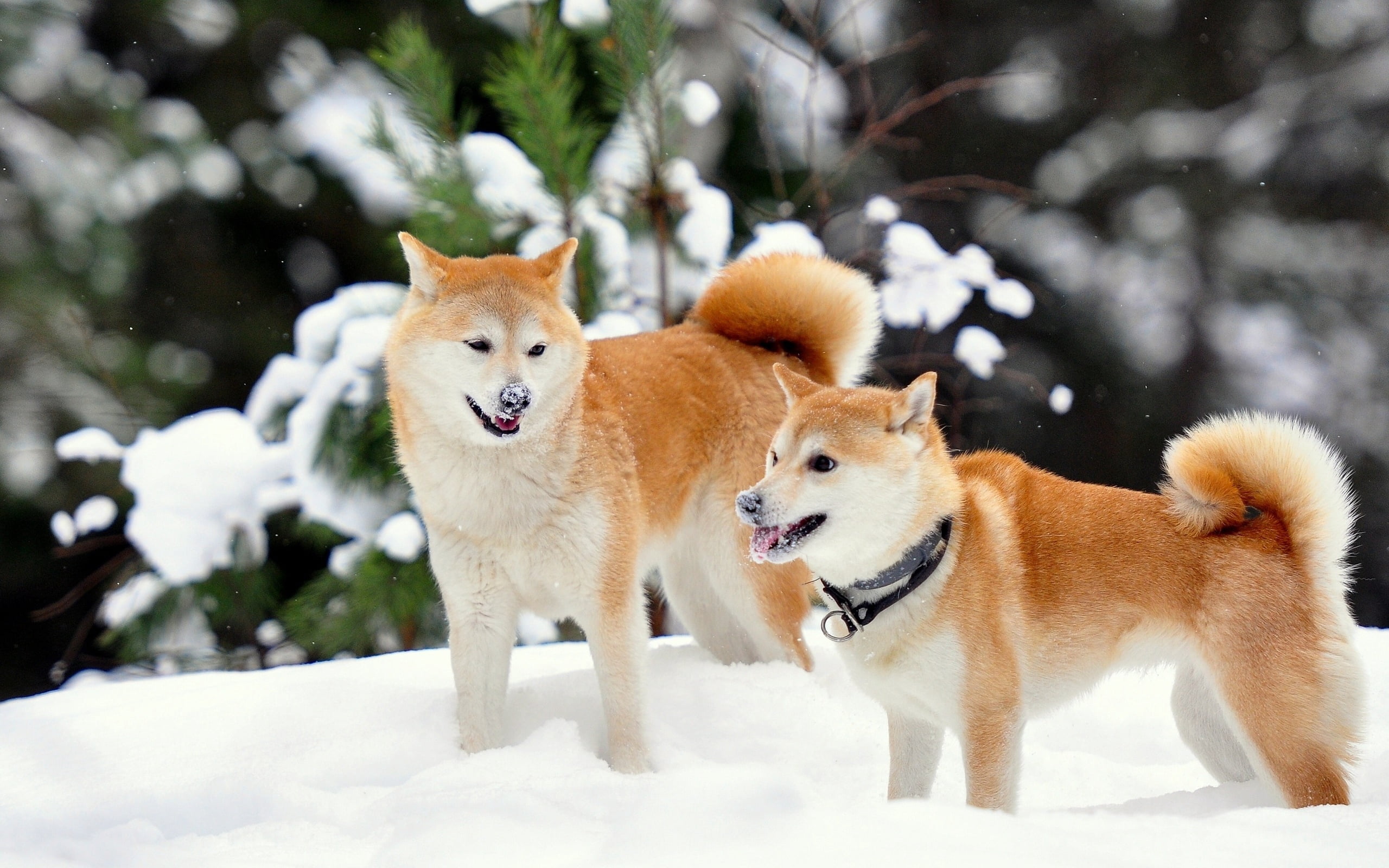 two red sesame shiba inus, akita inu, dog, snow, playful, winter