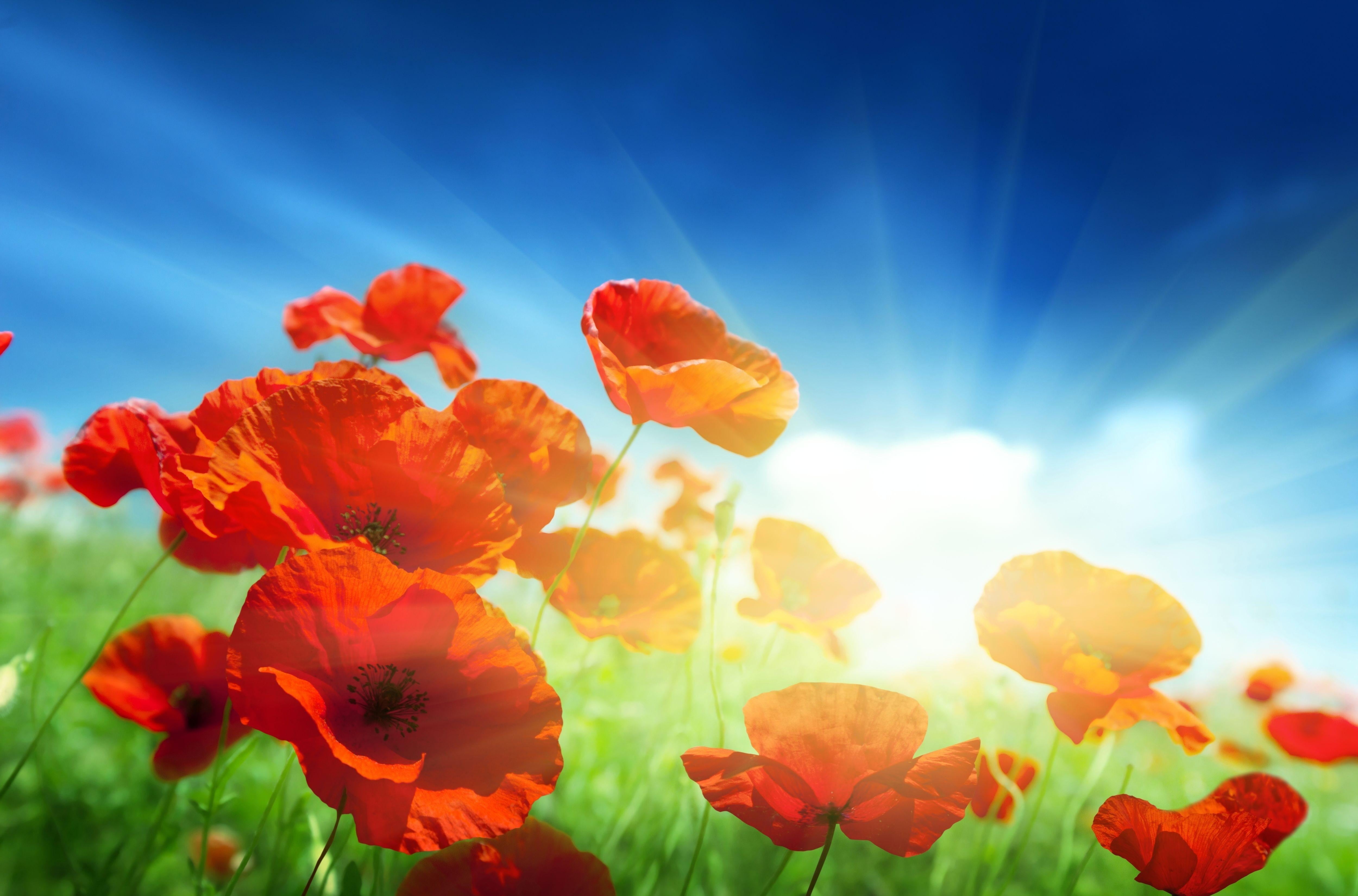 red poppy flowers, poppies, field, sky, sun, rays, light, nature