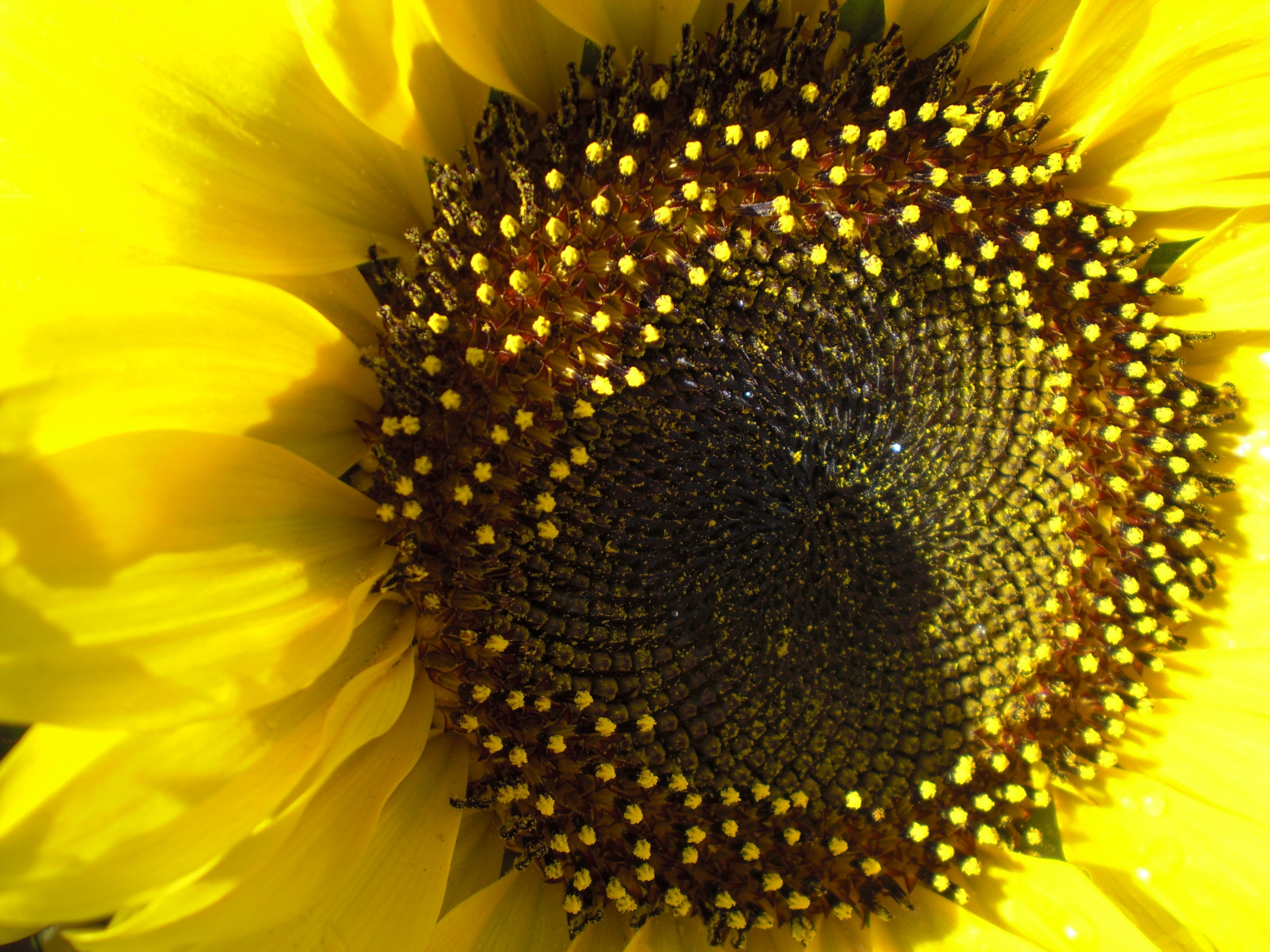 sunflower top view in macro shot photography, una, una, MIRADA