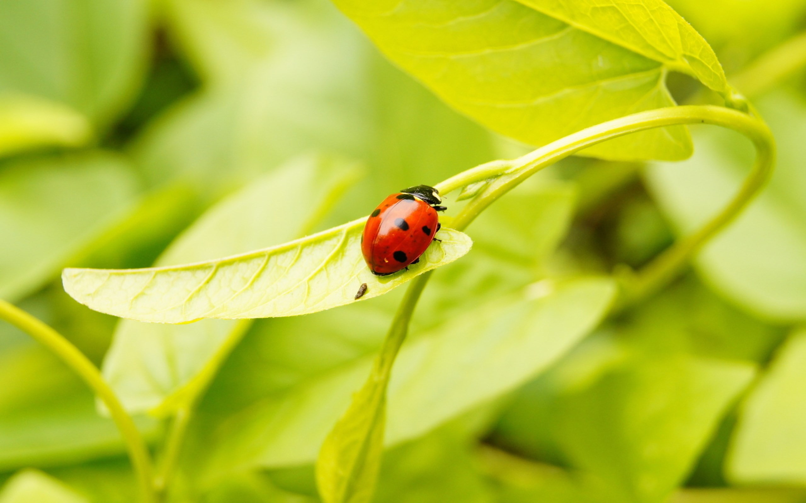ladybug
