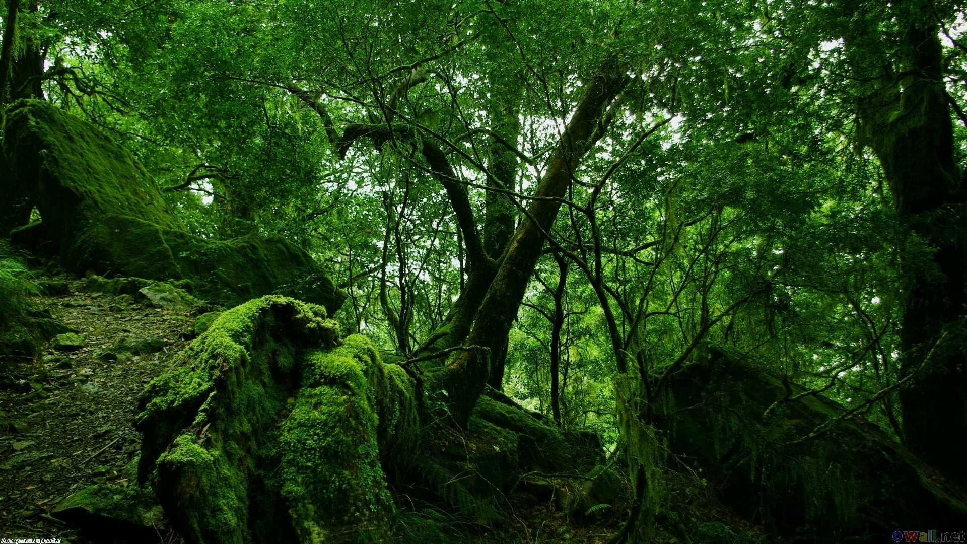 green leaf trees, landscape, forest, nature, plant, green color