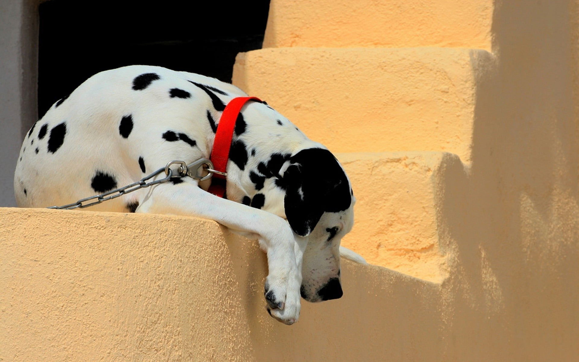 white and black dalmatian, dog, collar, lie down, shadow, ladder