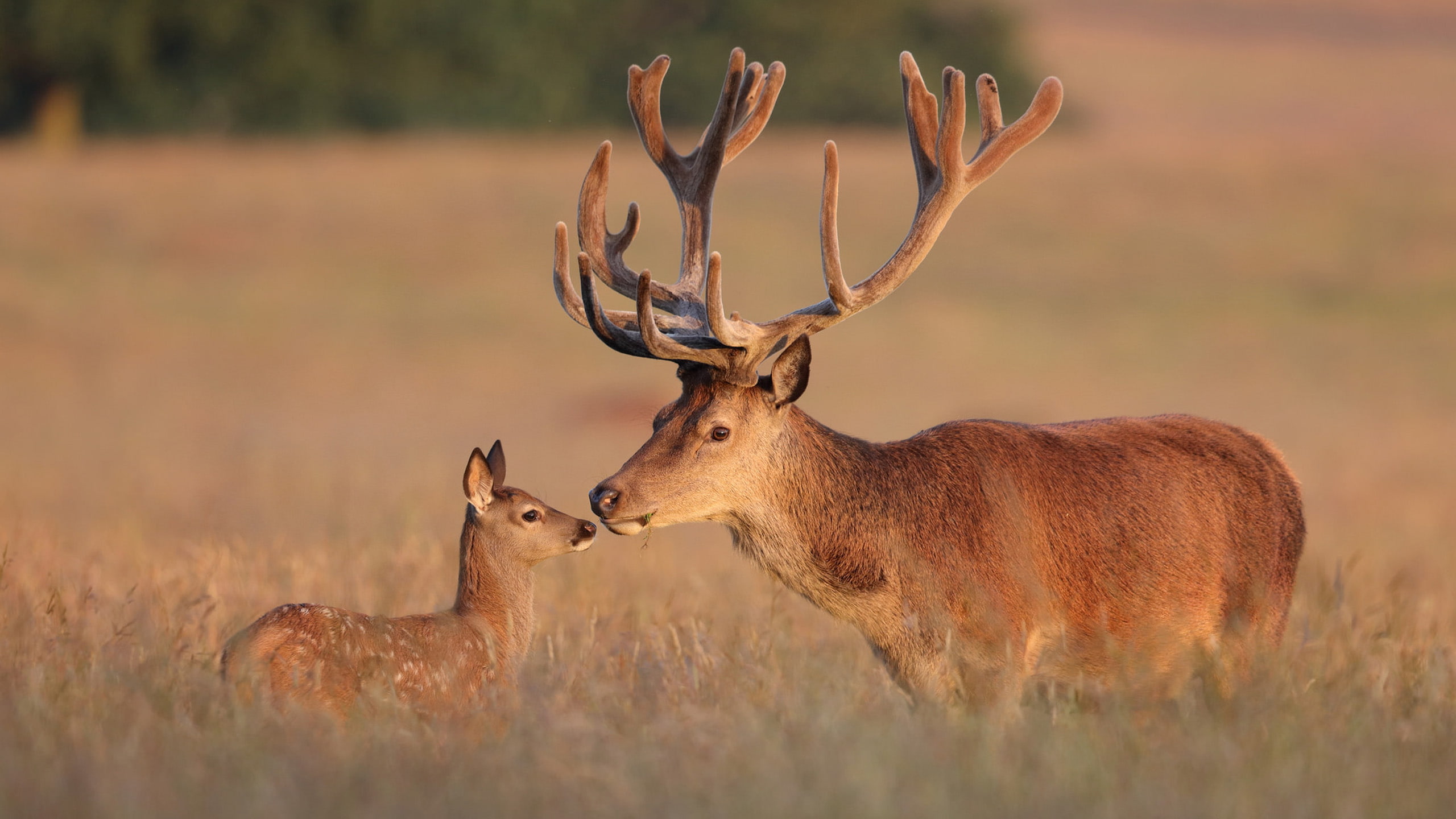 Red Deer Deer & Elk With Large Antlers Hd Desktop Wallpaper 2560×1600