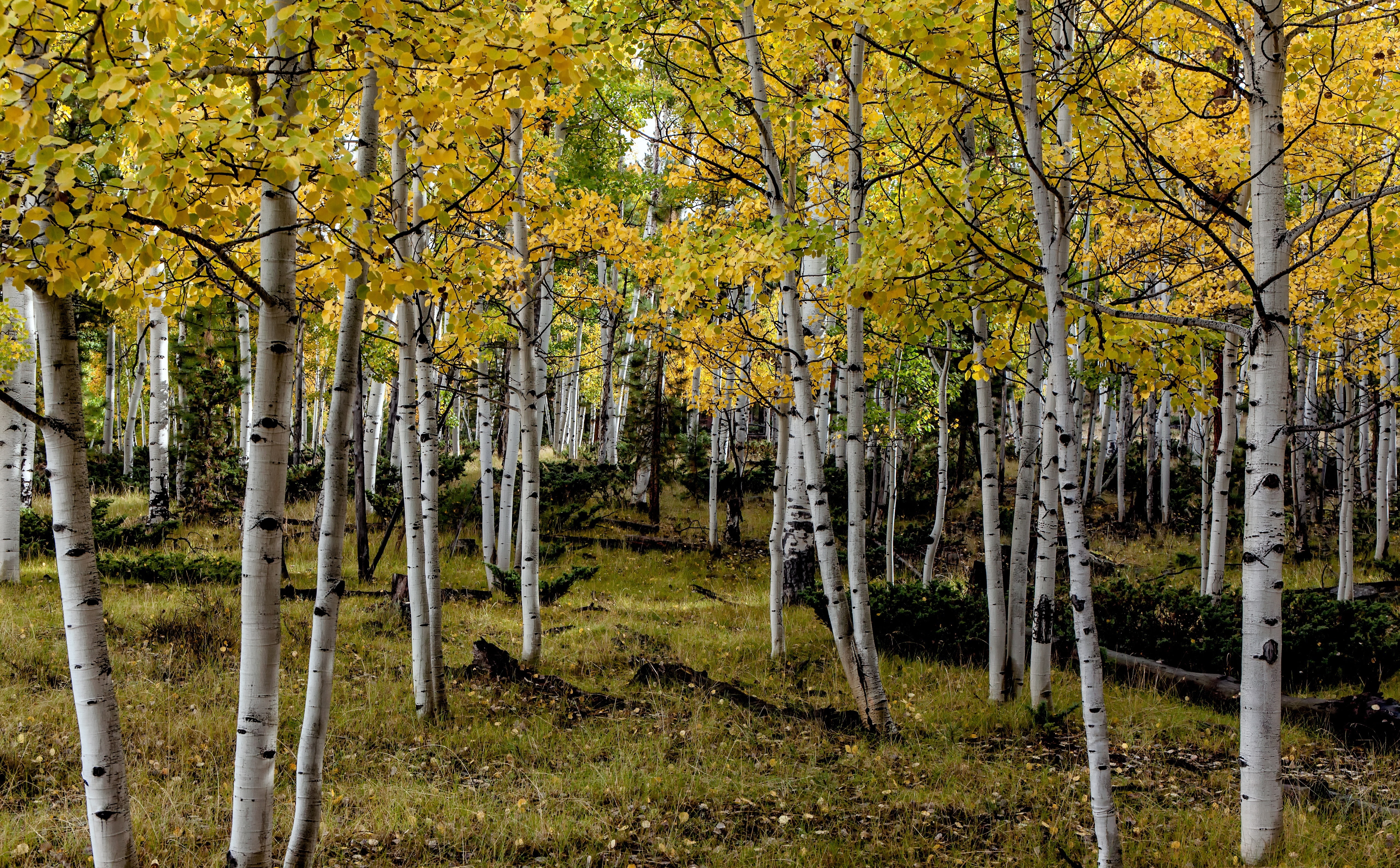 Yellow Aspens, Seasons, Autumn, Landscape, Trees, Fall, Utah