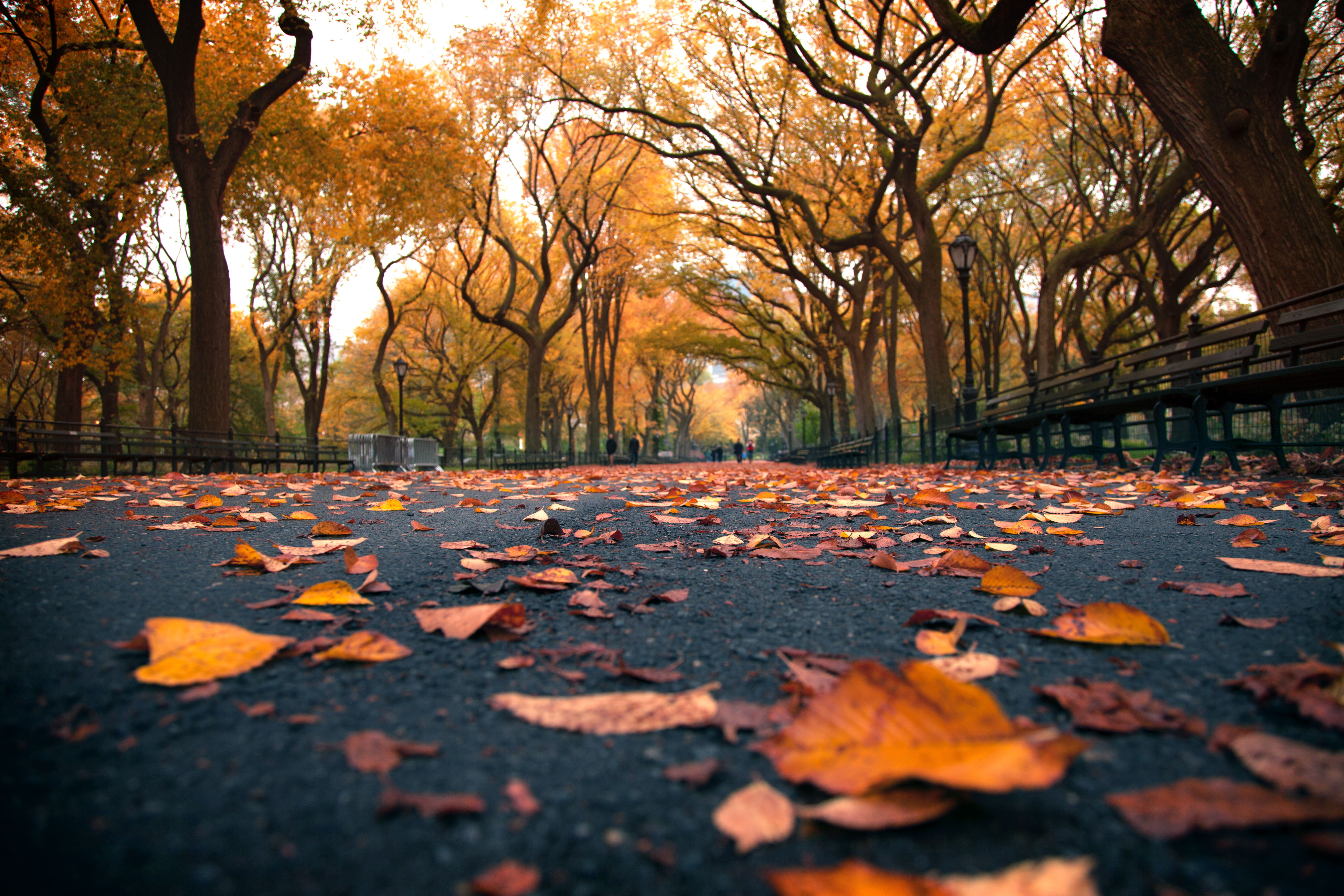 dried leaf on road during daytime, york, central park, york, central park