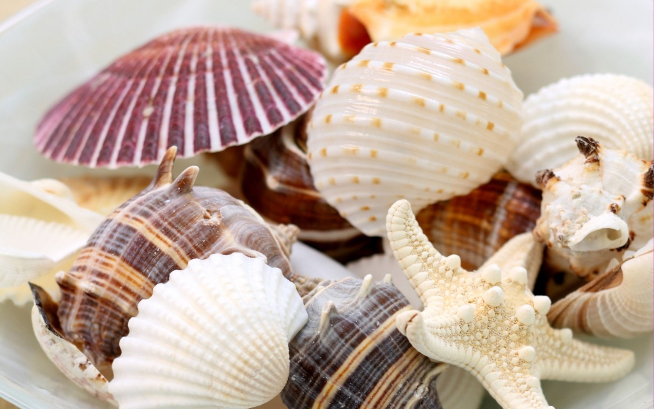 shell